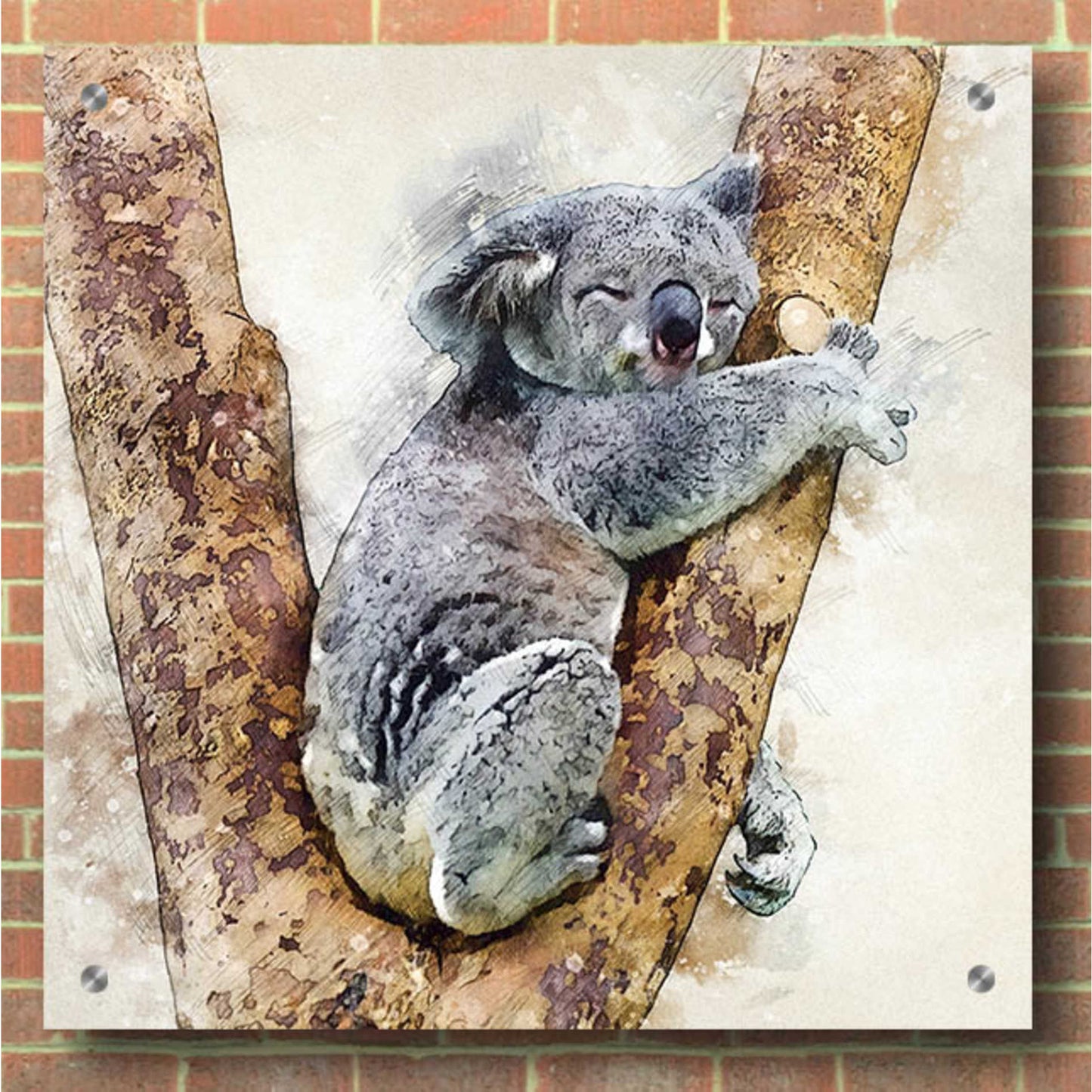 Epic Art 'Koala 4' by Kim Curinga, Acrylic Glass Wall Art,36x36