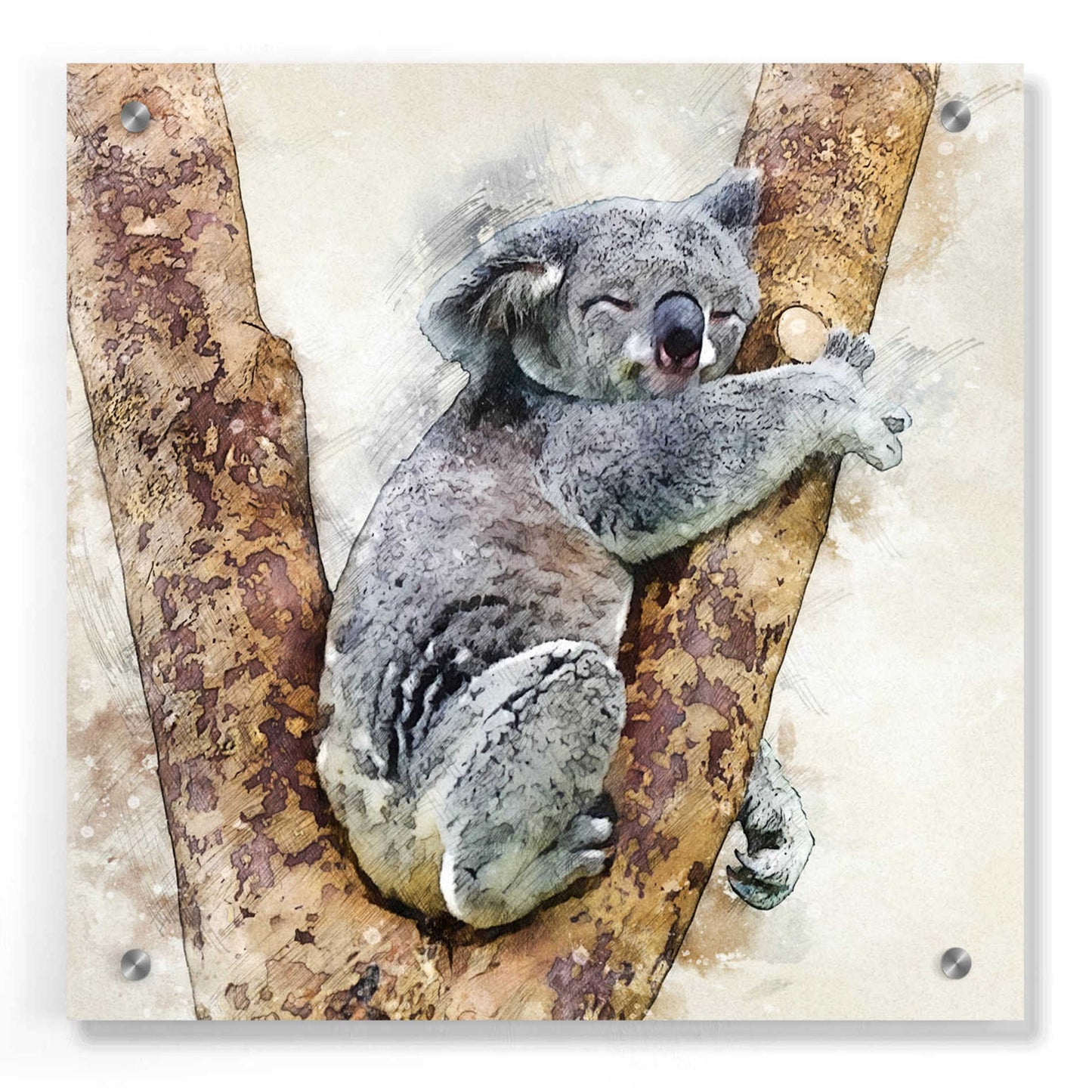 Epic Art 'Koala 4' by Kim Curinga, Acrylic Glass Wall Art,36x36