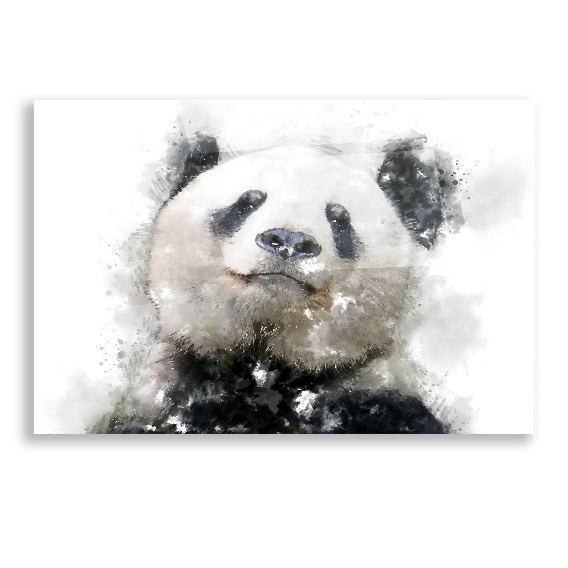 Epic Art 'Panda Love' by Kim Curinga, Acrylic Glass Wall Art,16x12