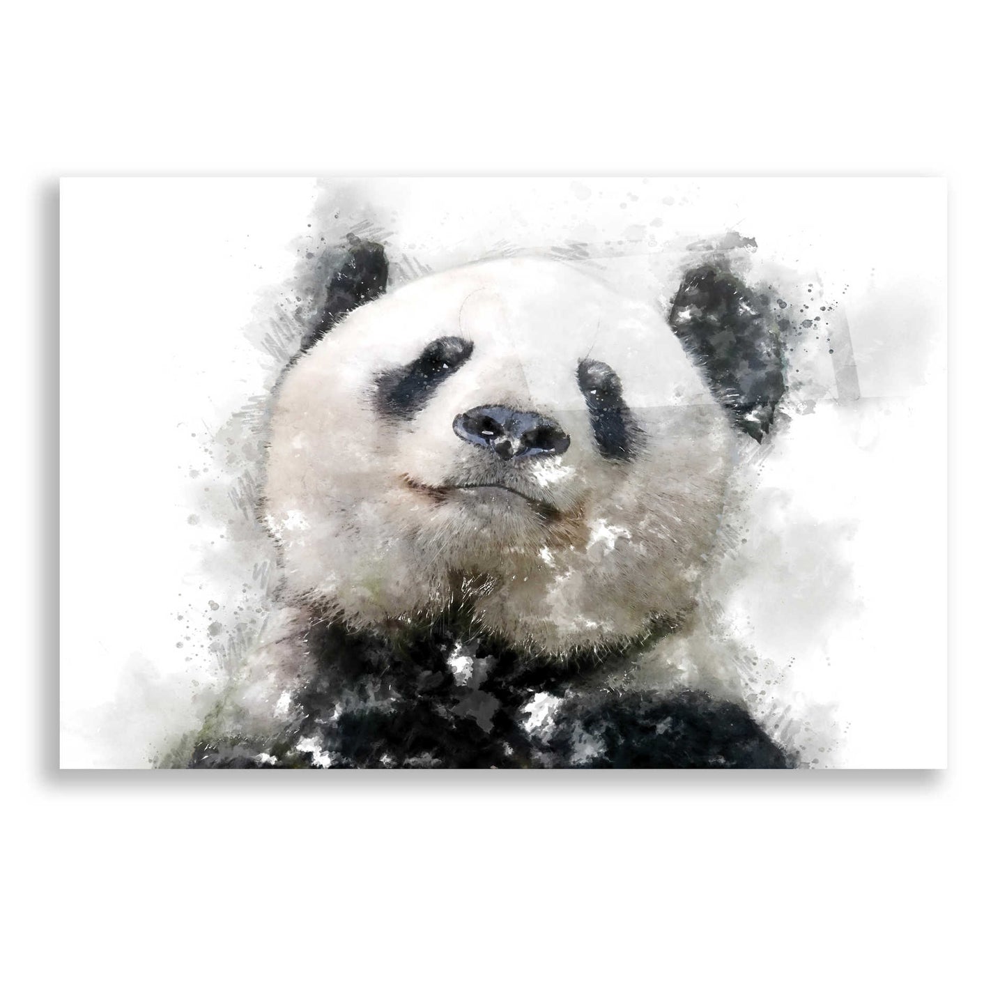 Epic Art 'Panda Love' by Kim Curinga, Acrylic Glass Wall Art,24x16