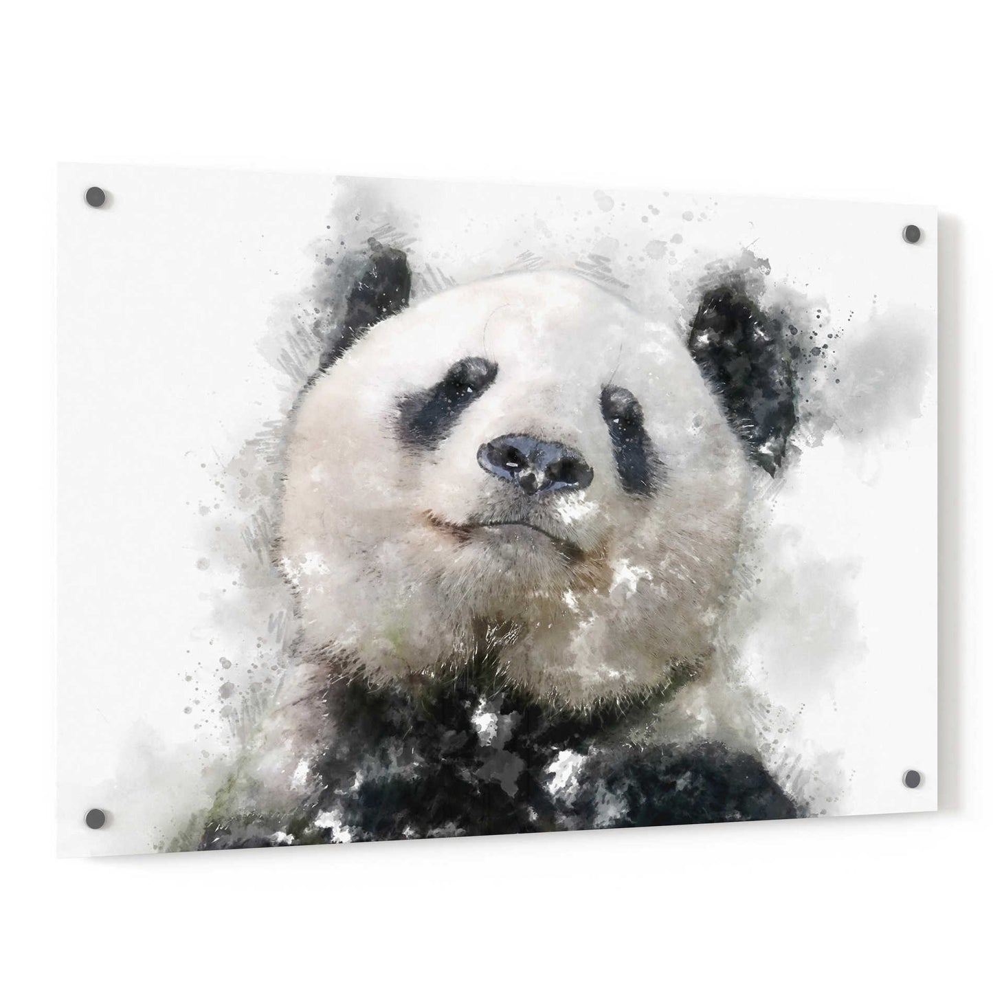 Epic Art 'Panda Love' by Kim Curinga, Acrylic Glass Wall Art,36x24