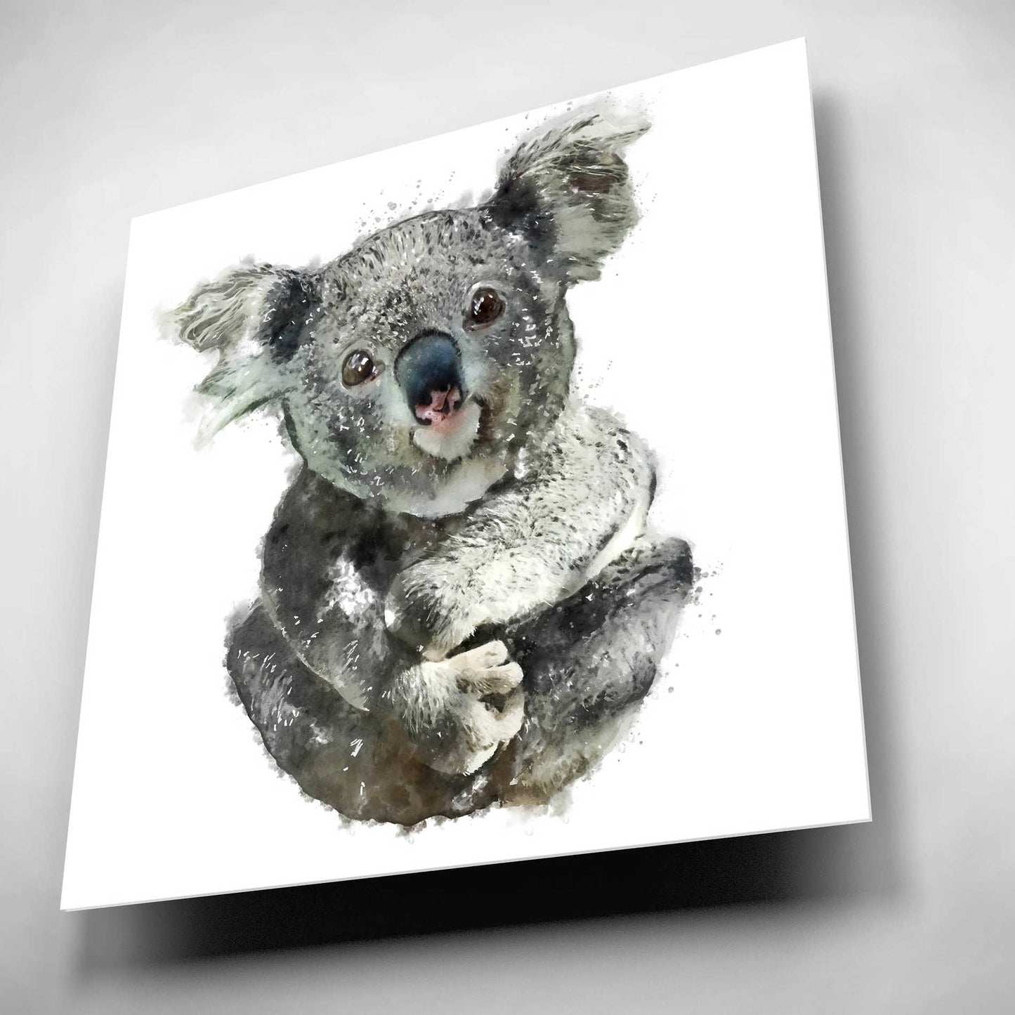 Epic Art 'Koala Cuddle' by Kim Curinga, Acrylic Glass Wall Art,12x12