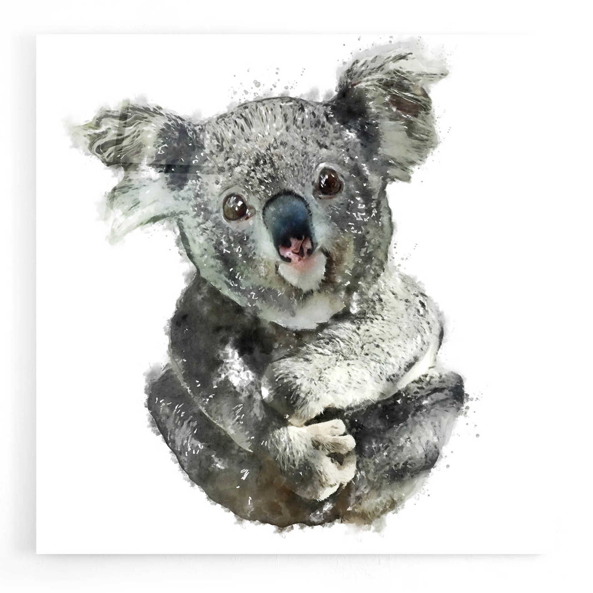 Epic Art 'Koala Cuddle' by Kim Curinga, Acrylic Glass Wall Art,12x12