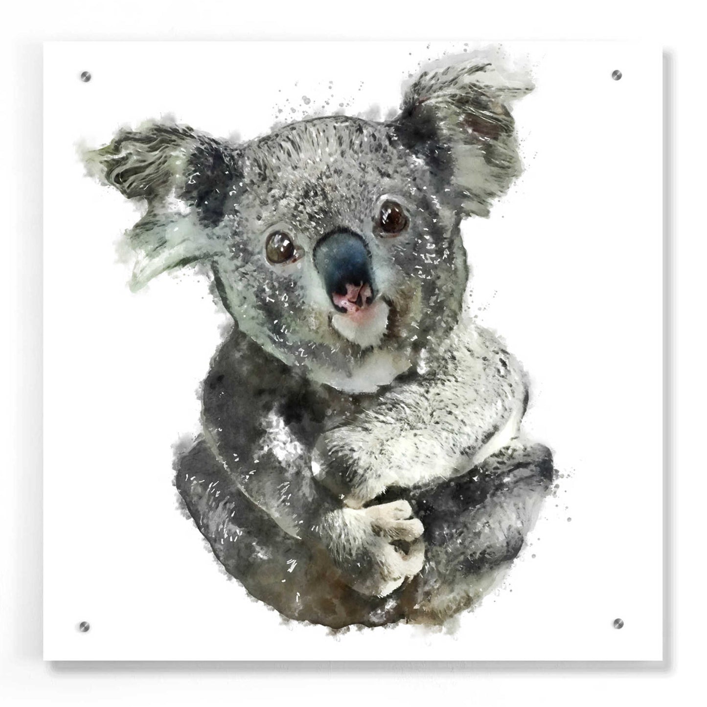 Epic Art 'Koala Cuddle' by Kim Curinga, Acrylic Glass Wall Art,24x24