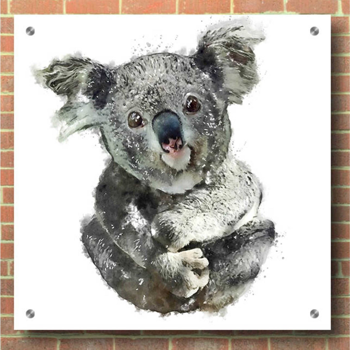 Epic Art 'Koala Cuddle' by Kim Curinga, Acrylic Glass Wall Art,36x36