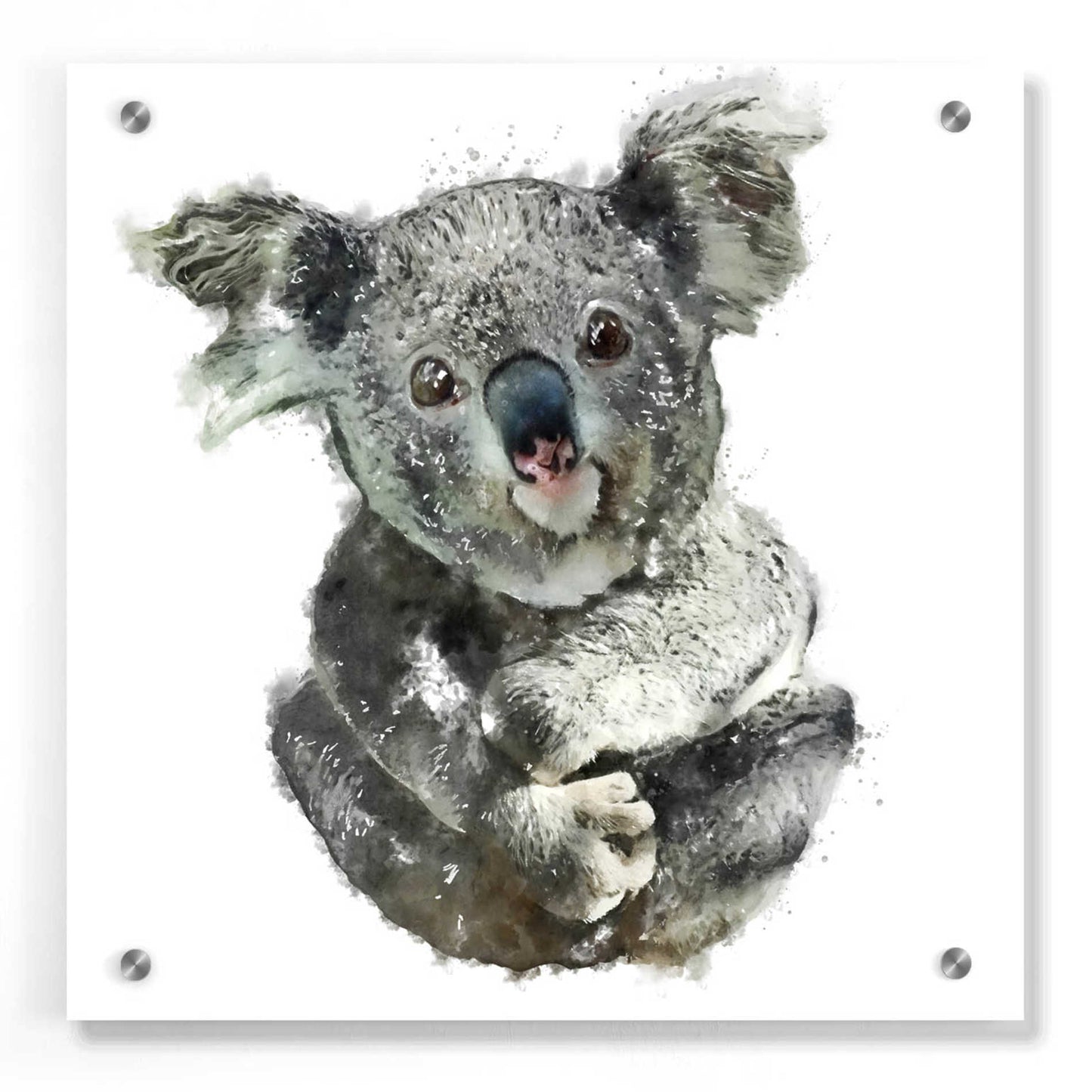 Epic Art 'Koala Cuddle' by Kim Curinga, Acrylic Glass Wall Art,36x36