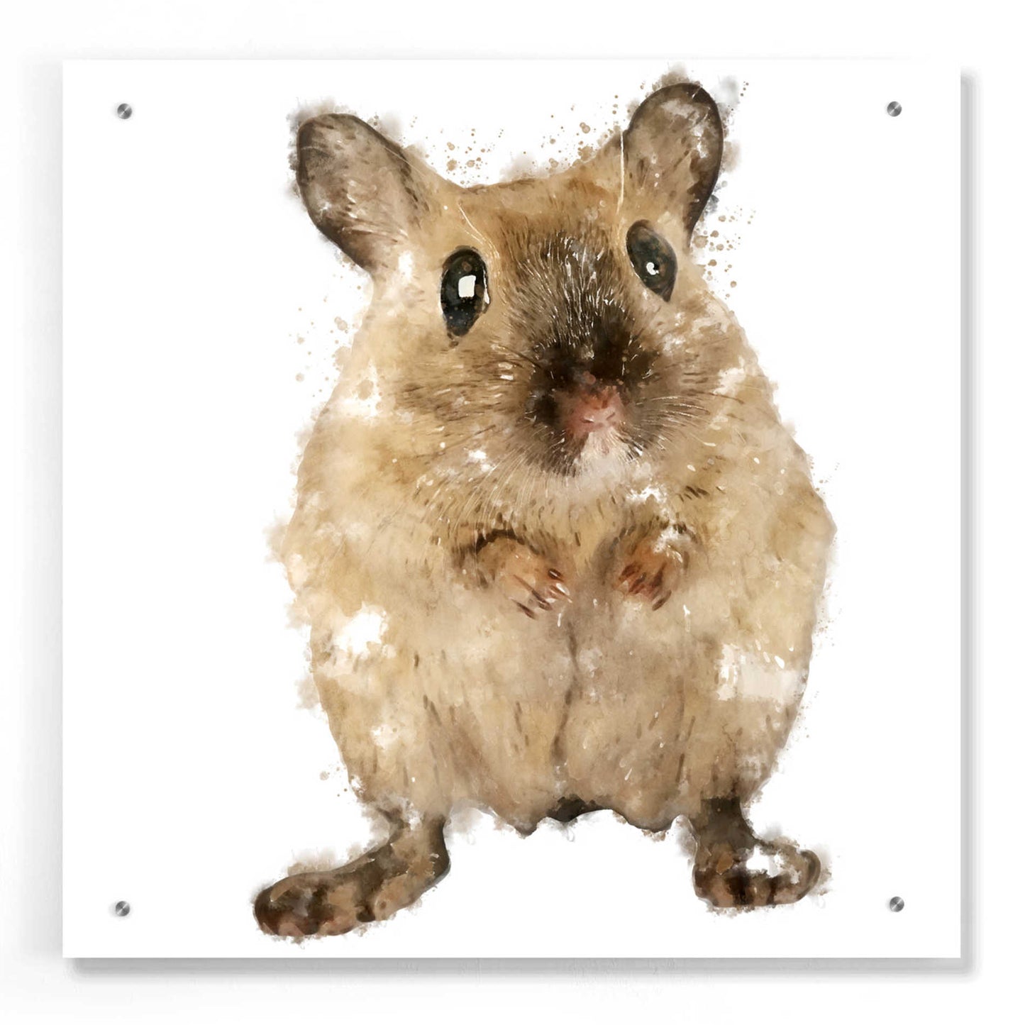 Epic Art 'Curious Mouse' by Kim Curinga, Acrylic Glass Wall Art,24x24