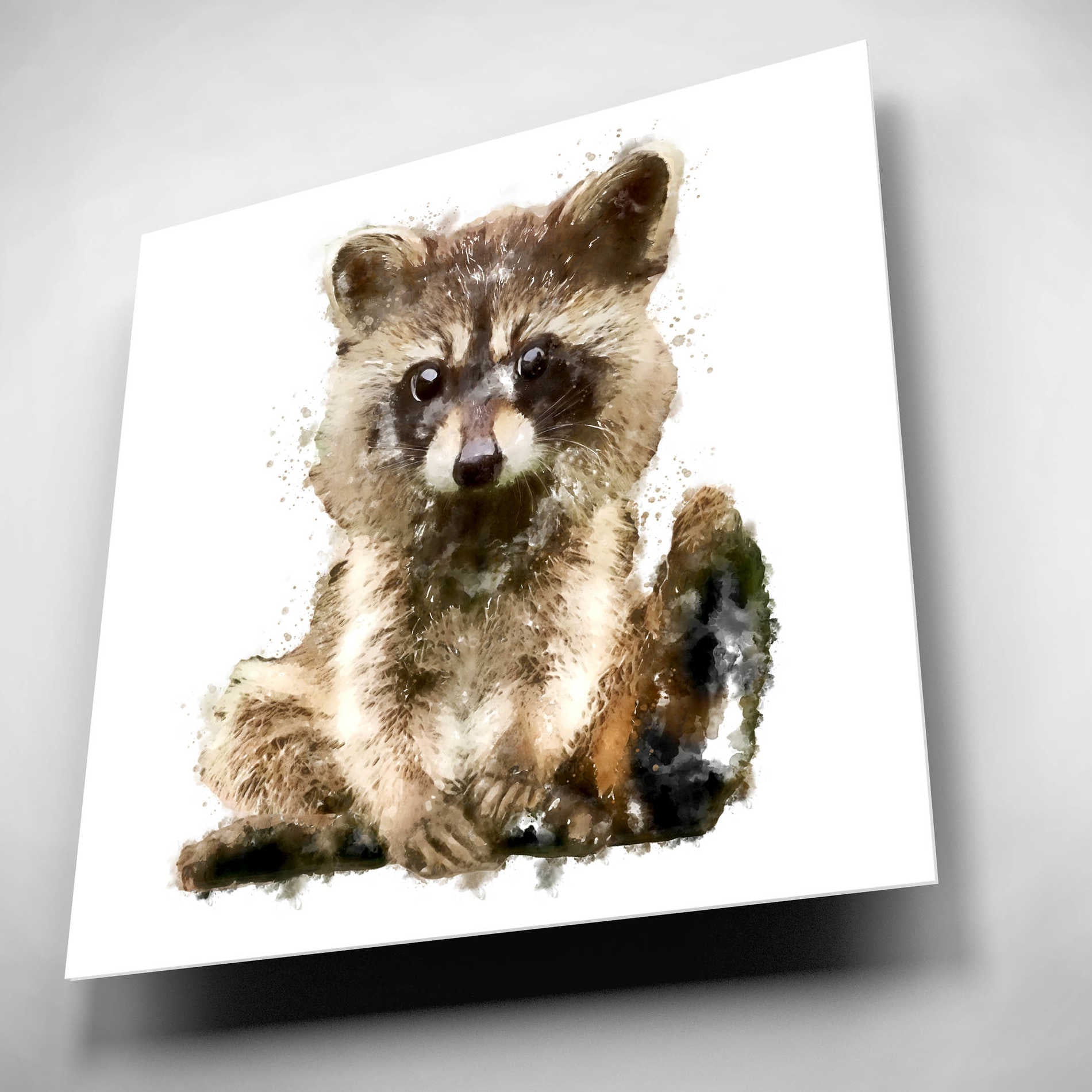 Epic Art 'Ricky Racoon' by Kim Curinga, Acrylic Glass Wall Art,12x12