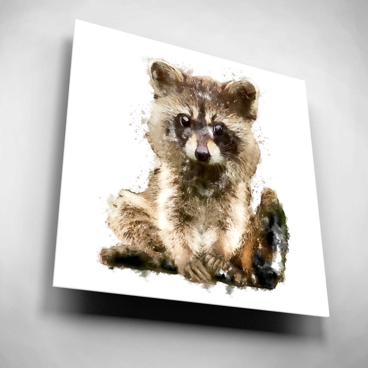 Epic Art 'Ricky Racoon' by Kim Curinga, Acrylic Glass Wall Art,12x12