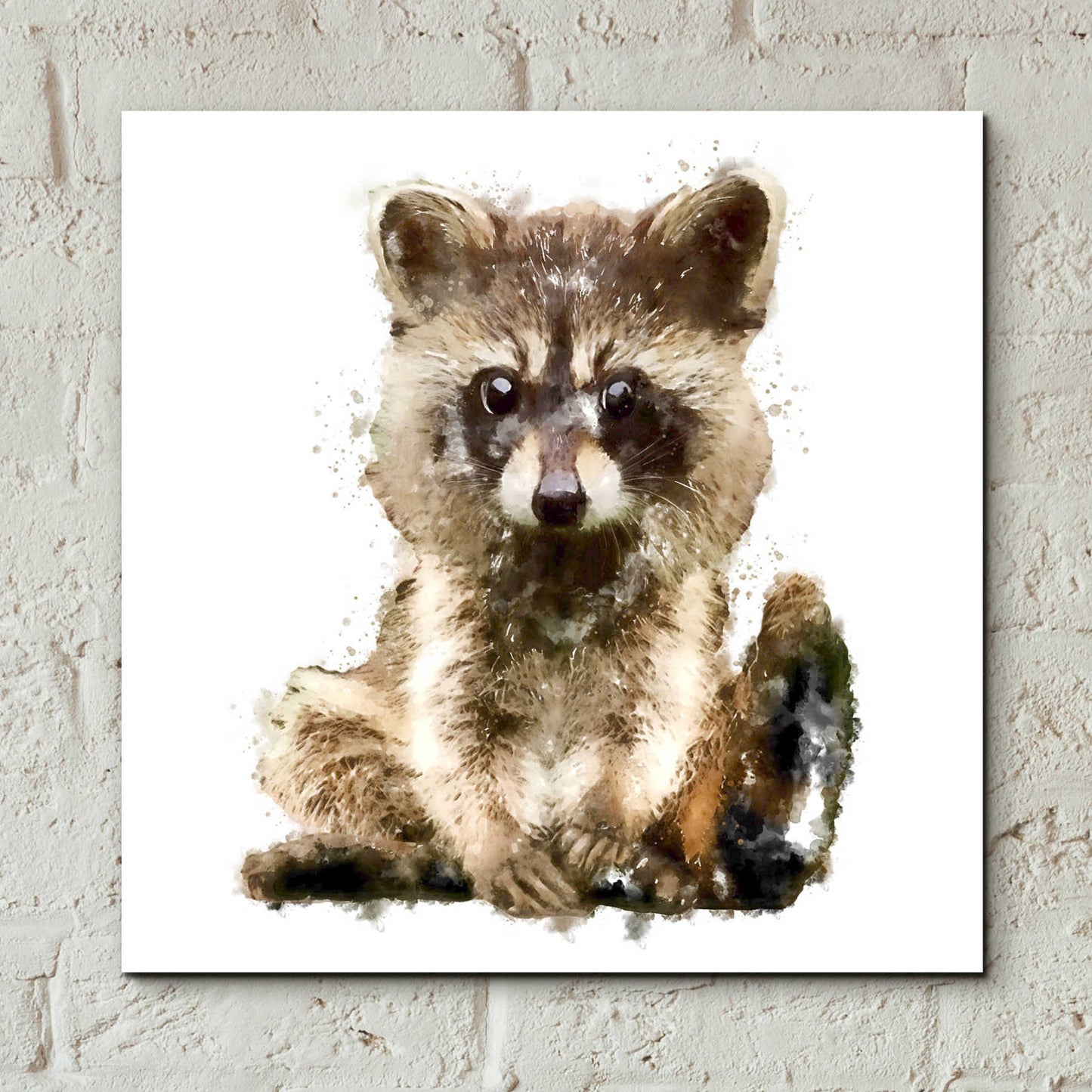 Epic Art 'Ricky Racoon' by Kim Curinga, Acrylic Glass Wall Art,12x12