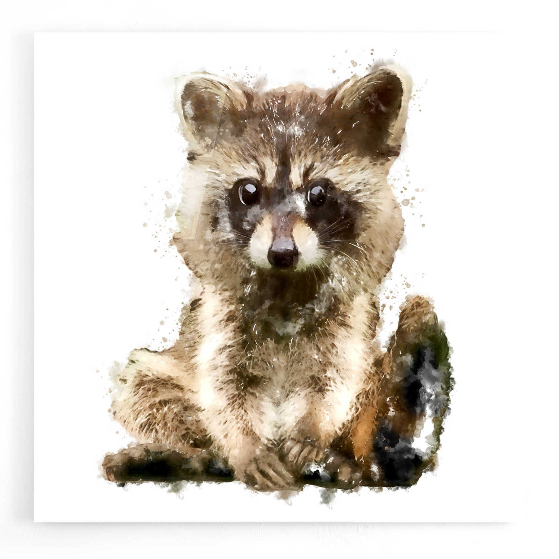 Epic Art 'Ricky Racoon' by Kim Curinga, Acrylic Glass Wall Art,12x12