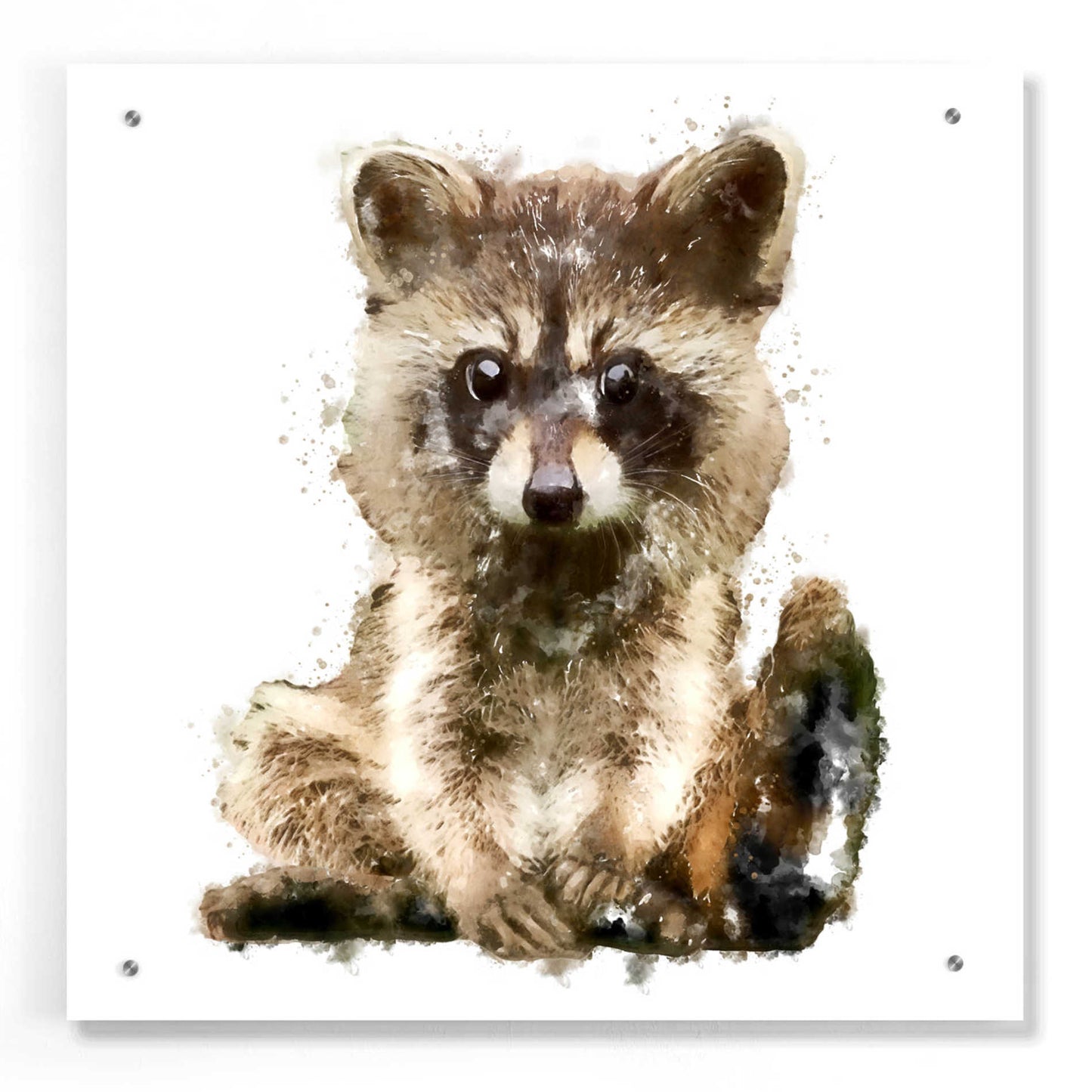 Epic Art 'Ricky Racoon' by Kim Curinga, Acrylic Glass Wall Art,24x24