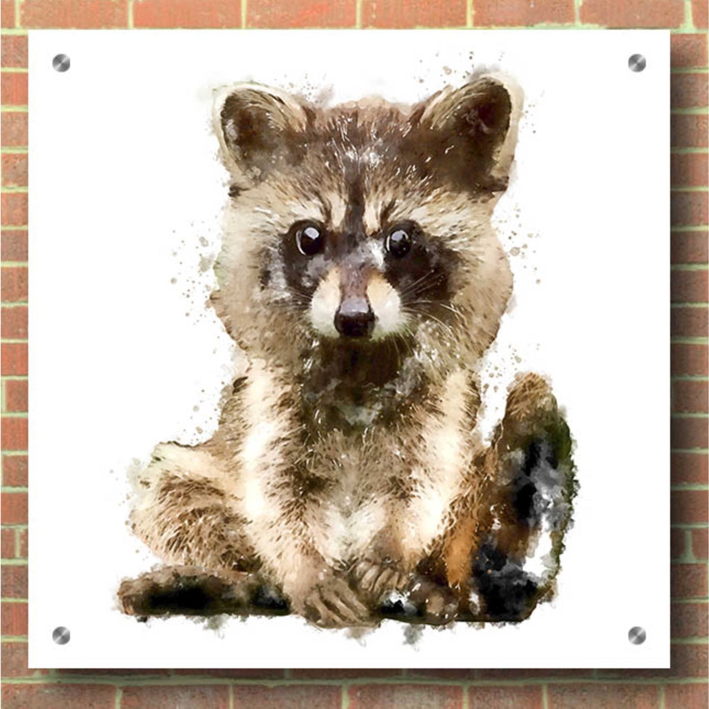 Epic Art 'Ricky Racoon' by Kim Curinga, Acrylic Glass Wall Art,36x36