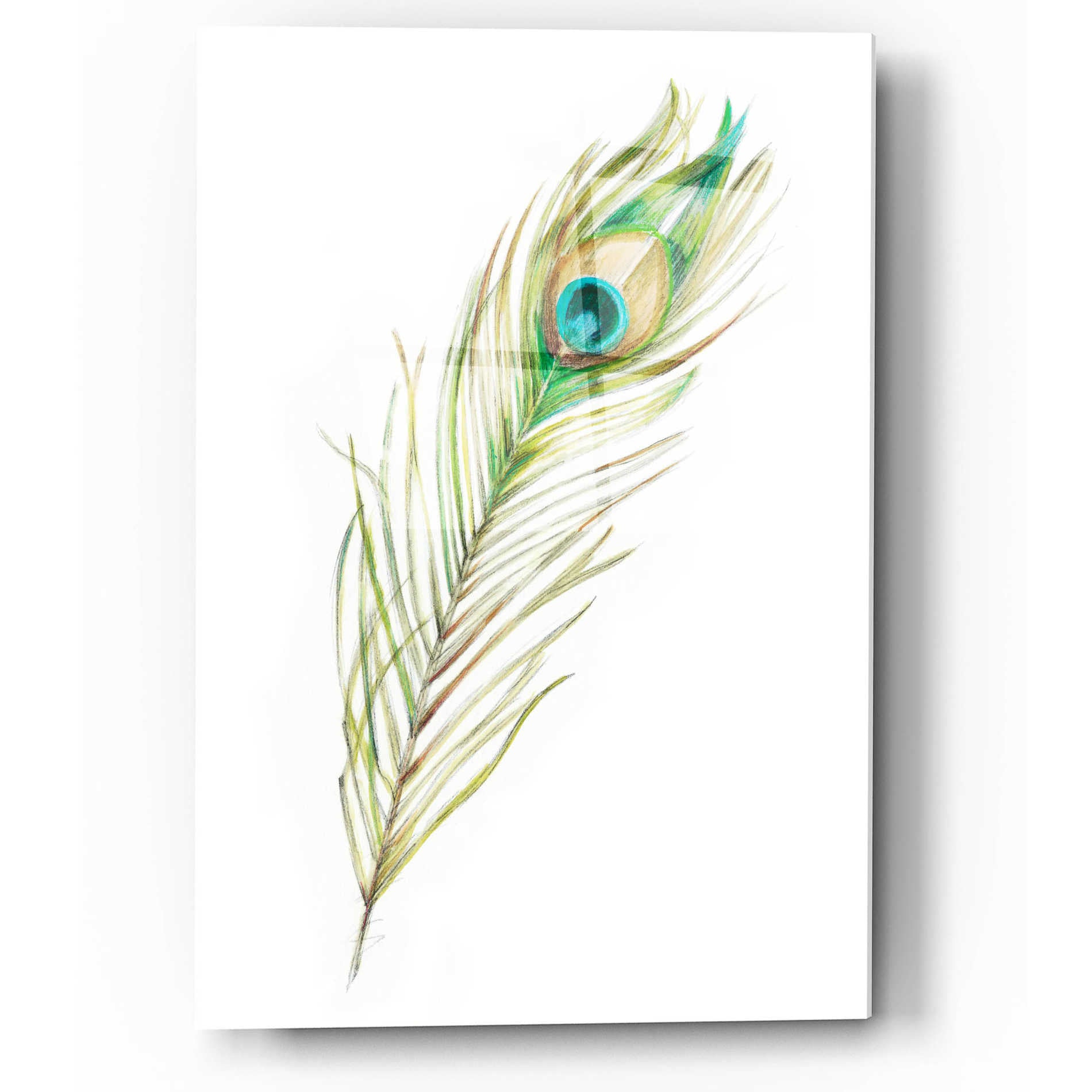 Epic Art "Watercolor Peacock Feather II" by Ethan Harper, Acrylic Glass Wall Art,12x16