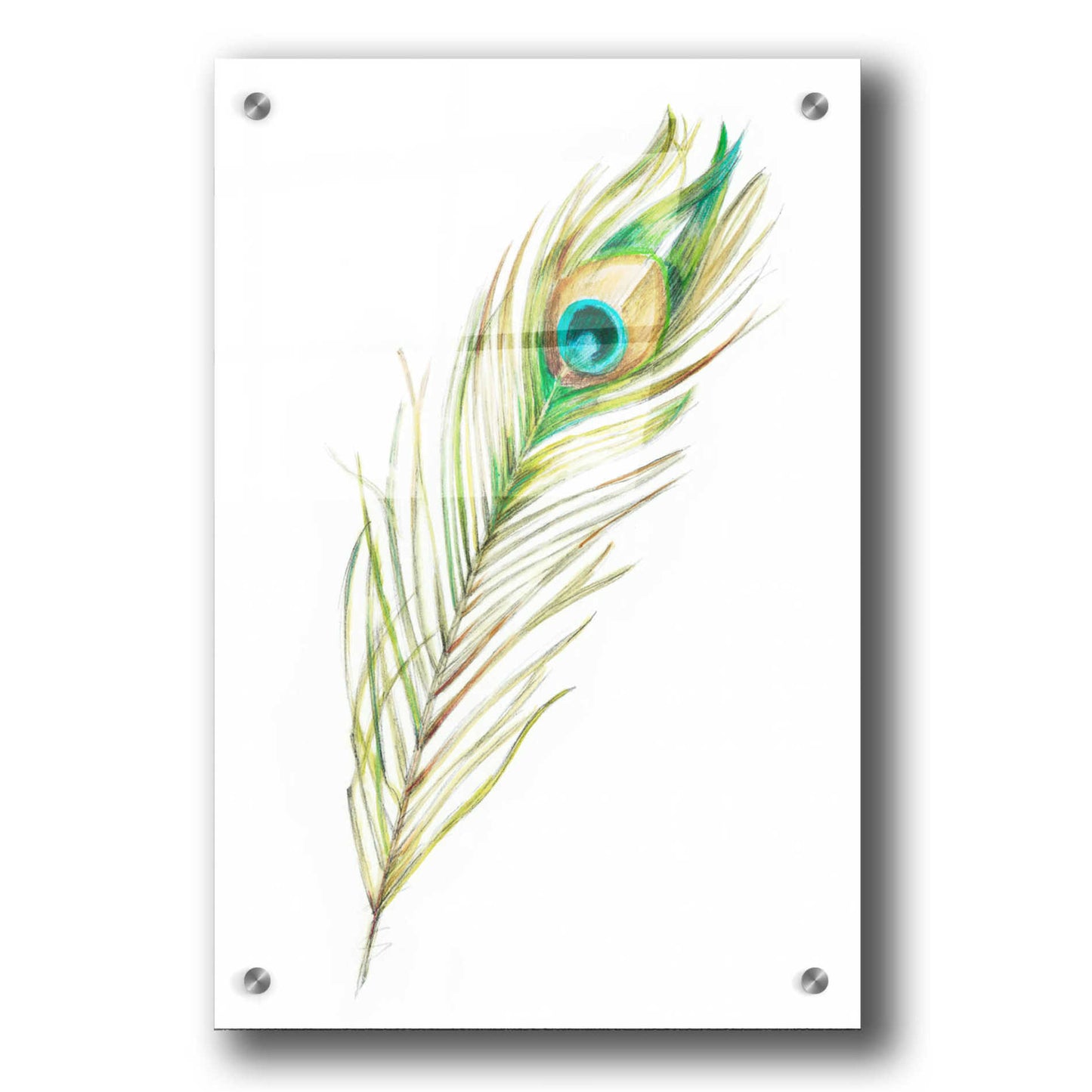 Epic Art "Watercolor Peacock Feather II" by Ethan Harper, Acrylic Glass Wall Art,24x36