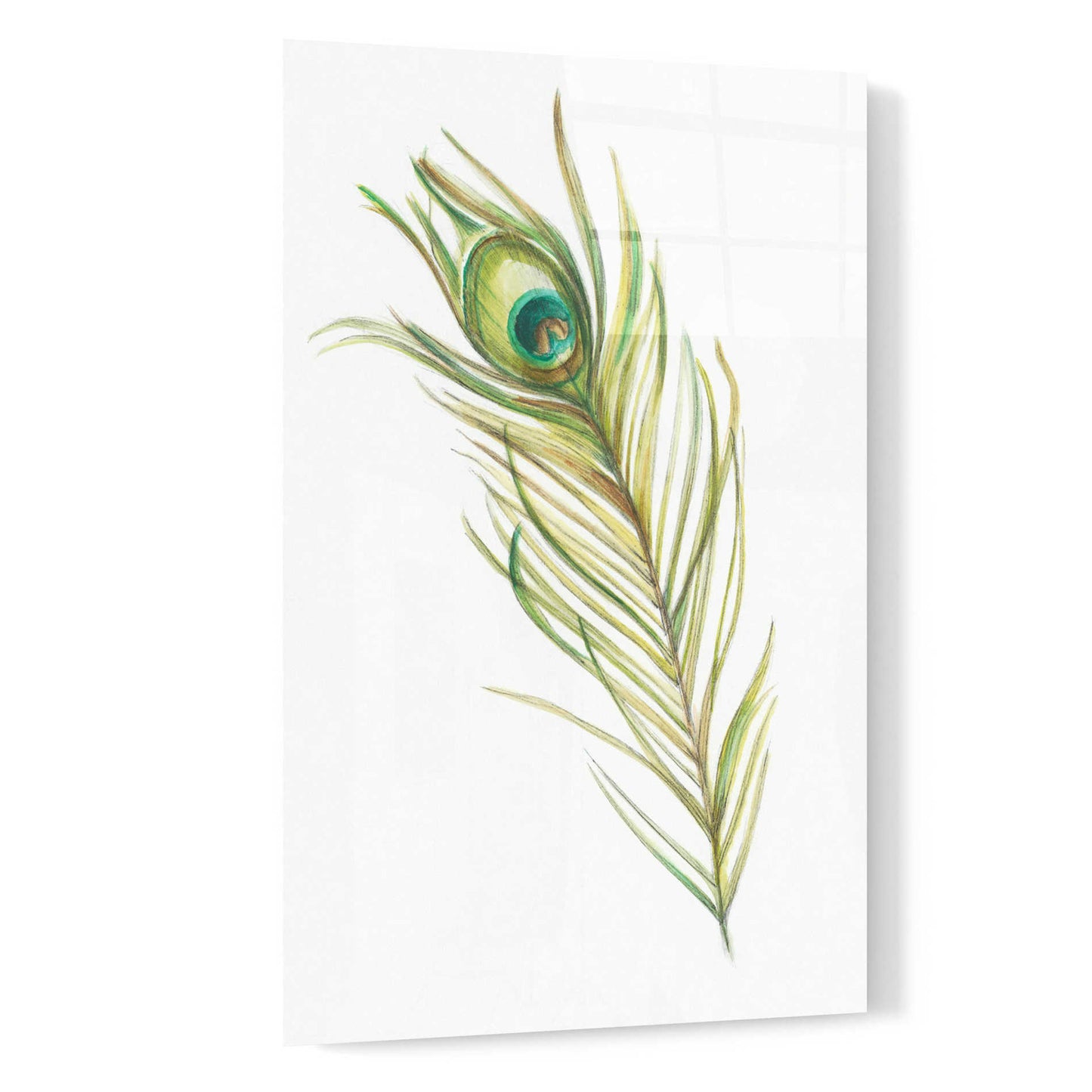 Epic Art "Watercolor Peacock Feather I" by Ethan Harper, Acrylic Glass Wall Art,16x24