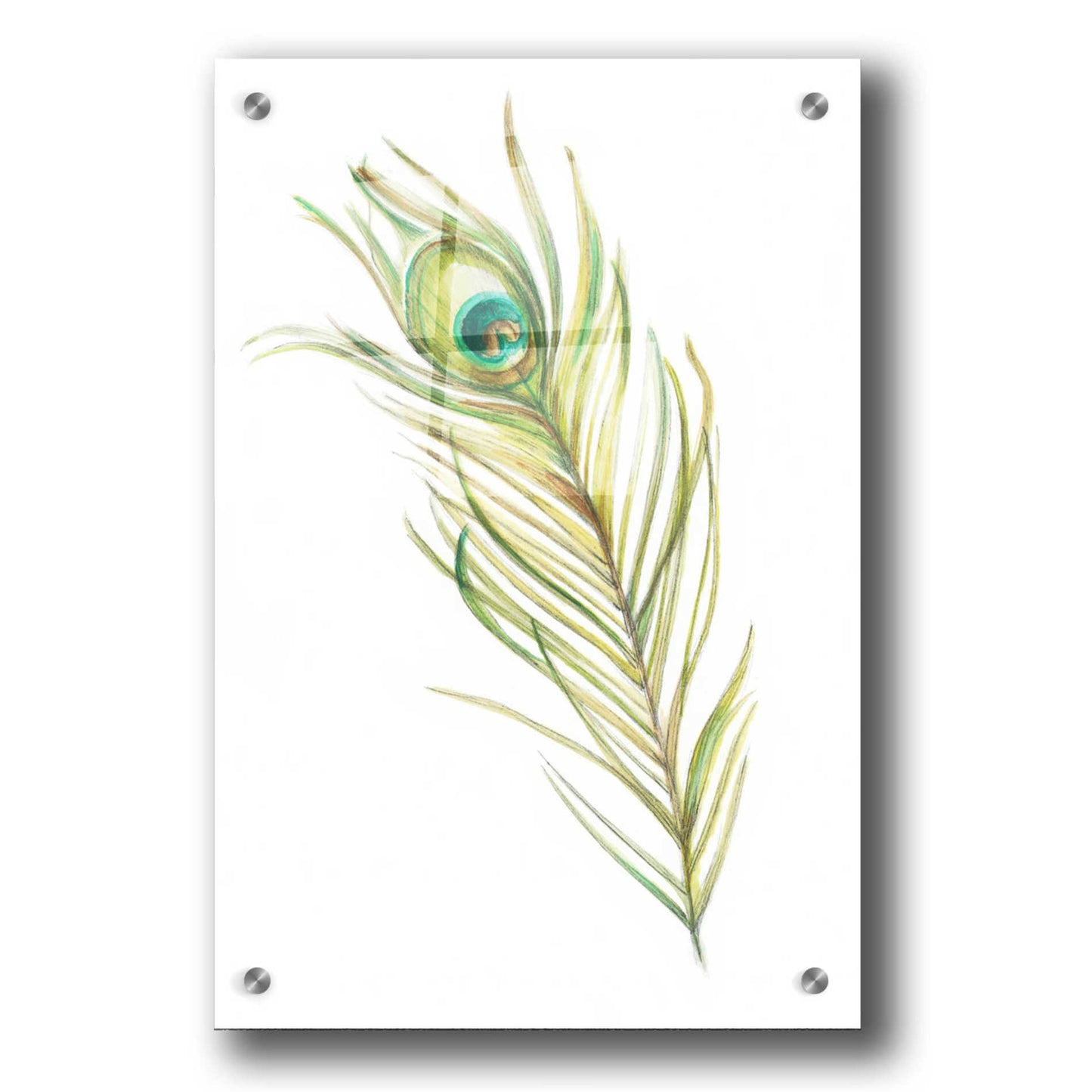 Epic Art "Watercolor Peacock Feather I" by Ethan Harper, Acrylic Glass Wall Art,24x36