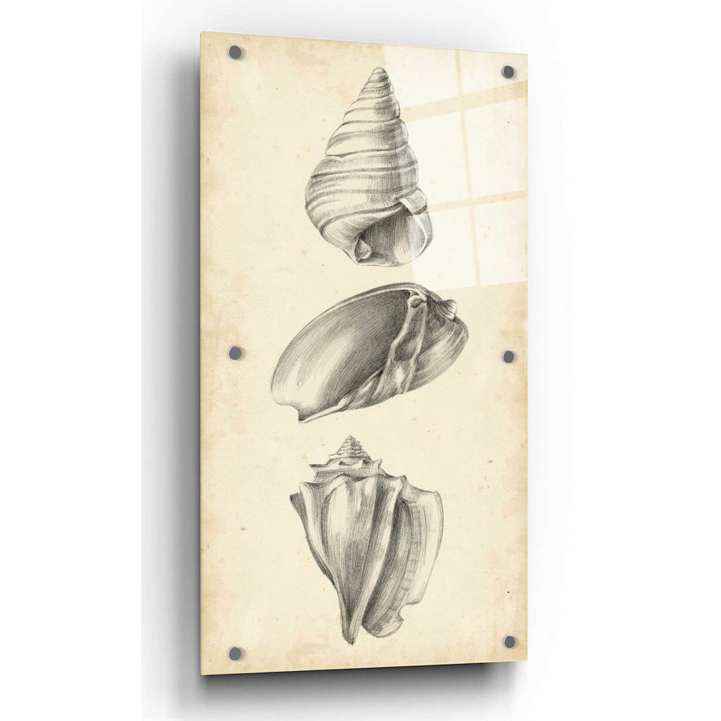Epic Art "Antique Shell Study Panel II" by Ethan Harper, Acrylic Glass Wall Art