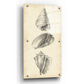 Epic Art "Antique Shell Study Panel II" by Ethan Harper, Acrylic Glass Wall Art