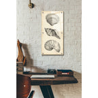 Epic Art "Antique Shell Study Panel I" by Ethan Harper, Acrylic Glass Wall Art,12x24