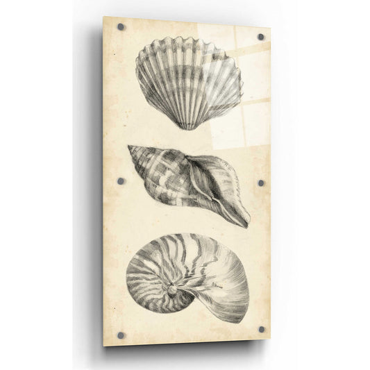 Epic Art "Antique Shell Study Panel I" by Ethan Harper, Acrylic Glass Wall Art