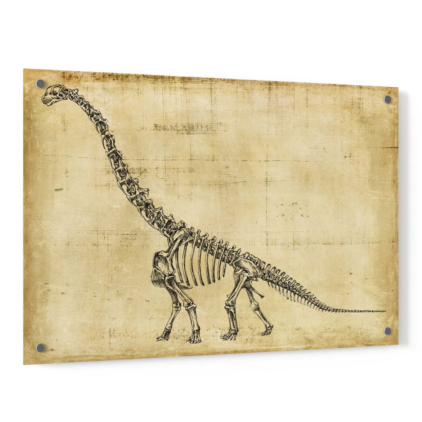 Epic Art "Brachiosaurus Study" by Ethan Harper, Acrylic Glass Wall Art,36x24