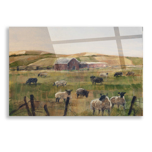 Epic Art "Grazing Sheep II" by Ethan Harper, Acrylic Glass Wall Art