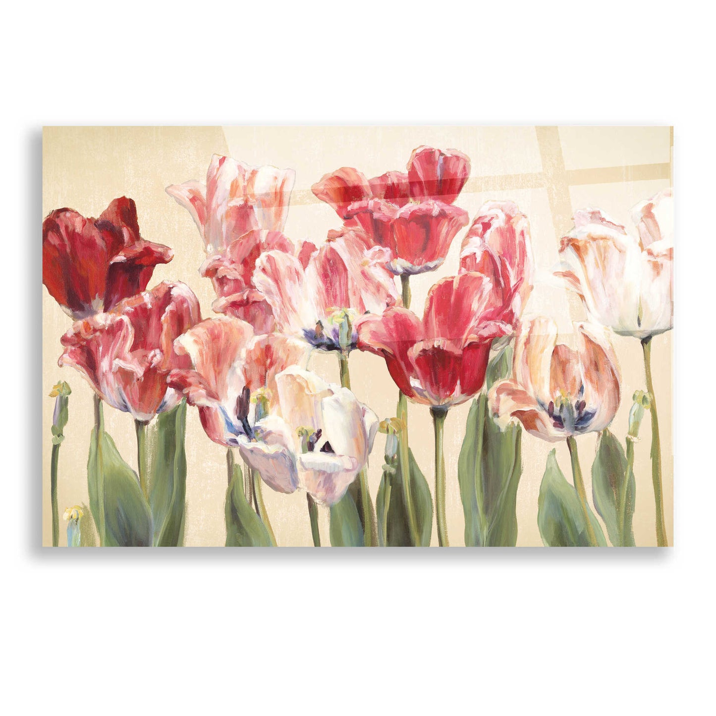 Epic Art 'Crimson Tulips on Ivory' by Marilyn Hageman, Acrylic Glass Wall Art,16x12