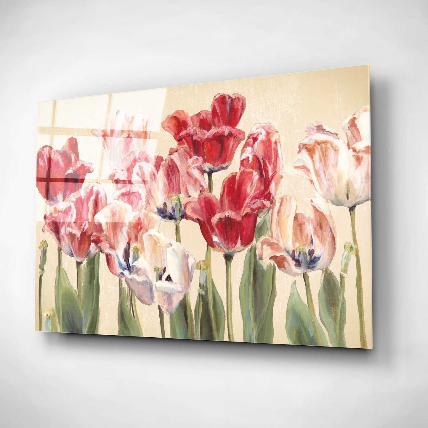 Epic Art 'Crimson Tulips on Ivory' by Marilyn Hageman, Acrylic Glass Wall Art,24x16