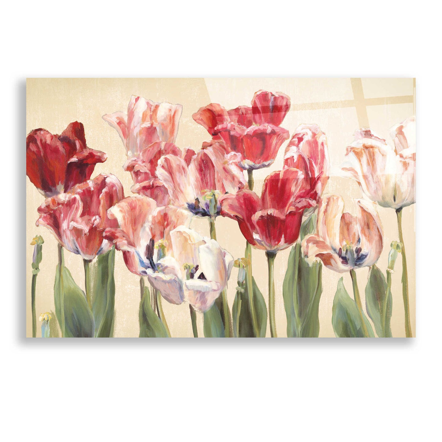 Epic Art 'Crimson Tulips on Ivory' by Marilyn Hageman, Acrylic Glass Wall Art,24x16