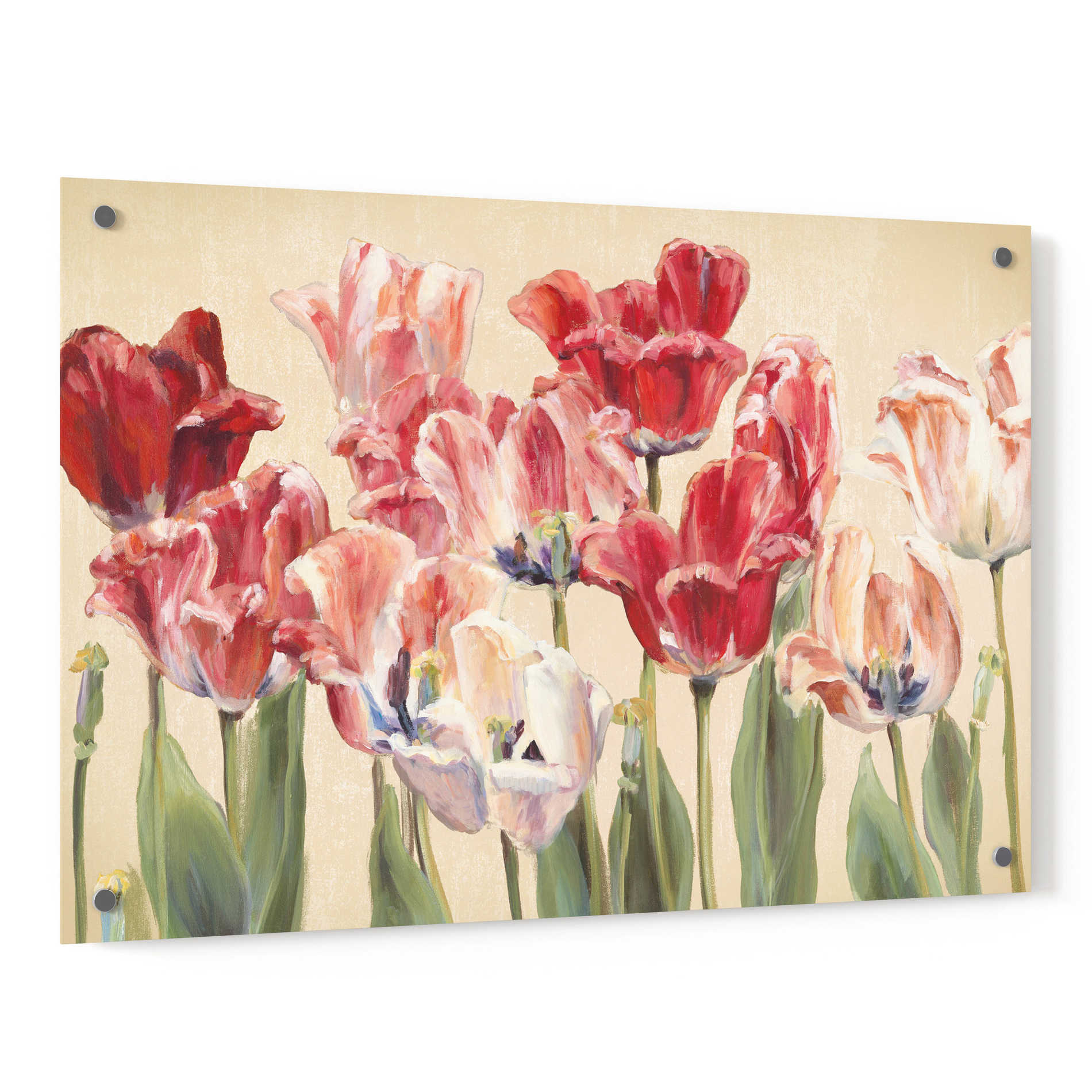 Epic Art 'Crimson Tulips on Ivory' by Marilyn Hageman, Acrylic Glass Wall Art,36x24