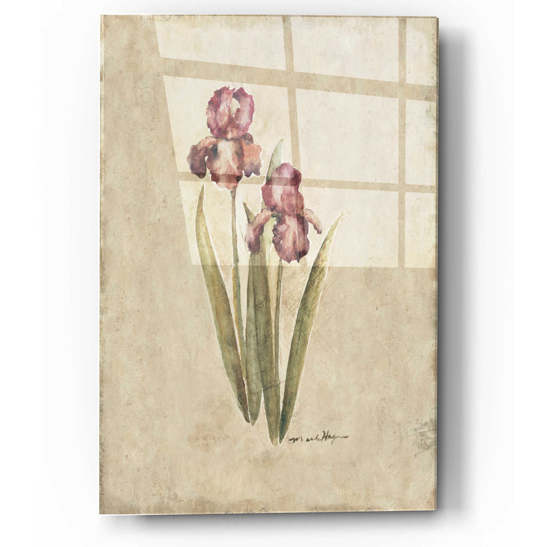 Epic Art 'Springtime Iris' by Marilyn Hageman, Acrylic Glass Wall Art,12x16