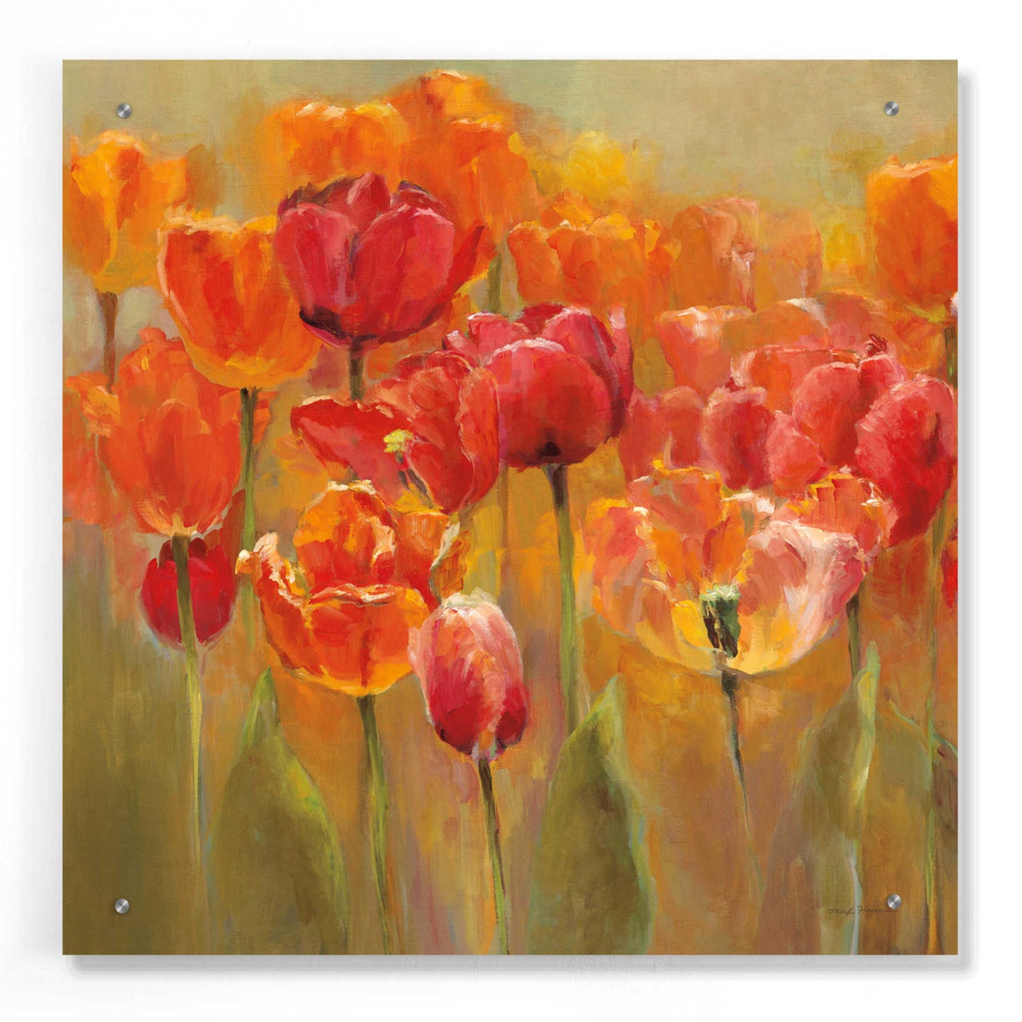 Epic Art 'Tulips in the Midst III Square' by Marilyn Hageman, Acrylic Glass Wall Art,24x24