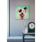 Epic Art 'Follow Your Nose 8' by Lucia Heffernan, Acrylic Glass Wall Art,24x24