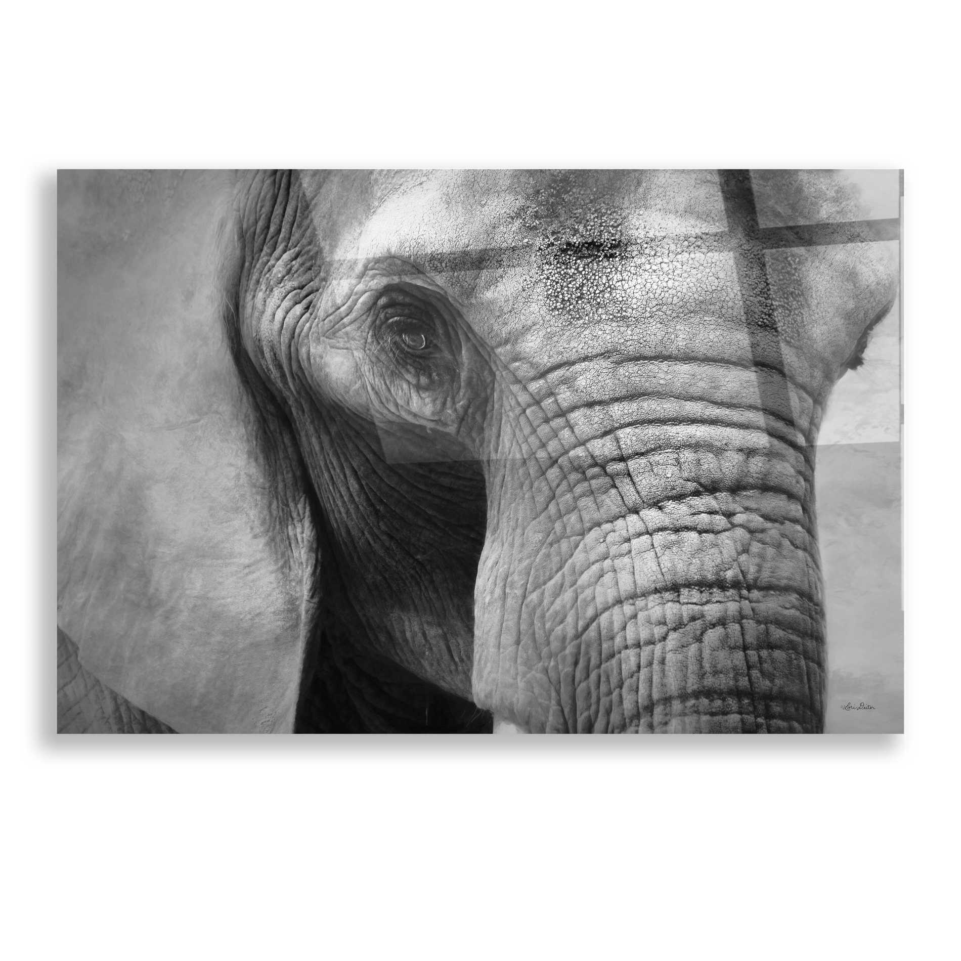 Epic Art 'Elephant' by Lori Deiter, Acrylic Glass Wall Art,16x12