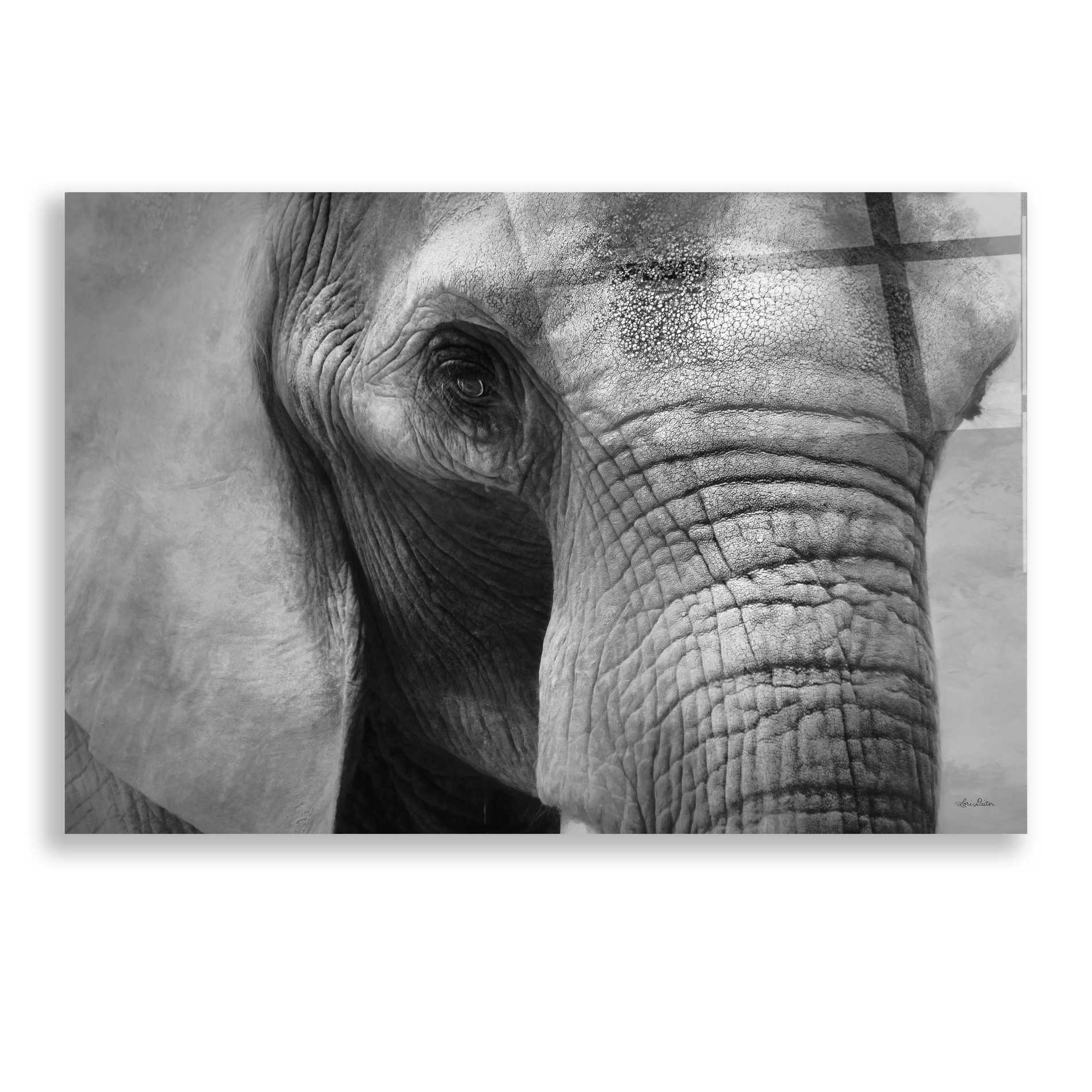 Epic Art 'Elephant' by Lori Deiter, Acrylic Glass Wall Art,24x16