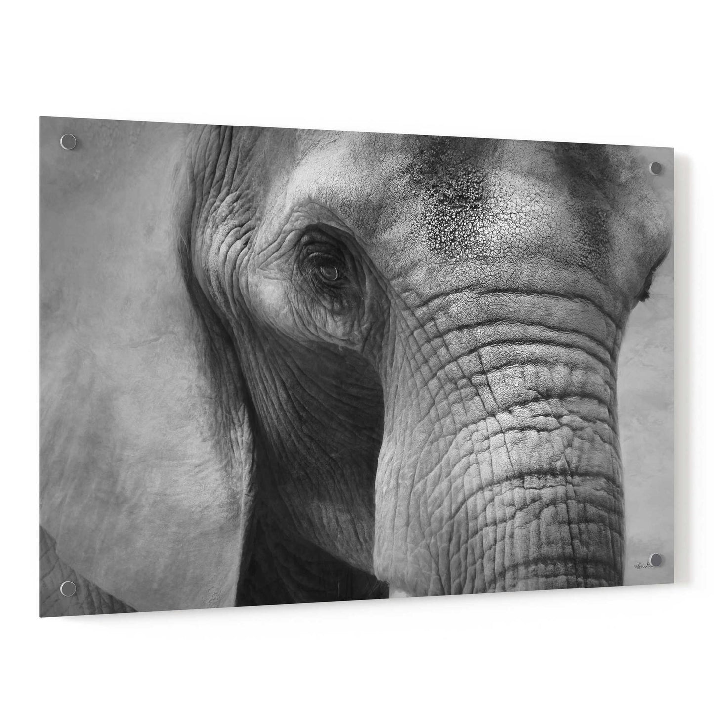 Epic Art 'Elephant' by Lori Deiter, Acrylic Glass Wall Art,36x24