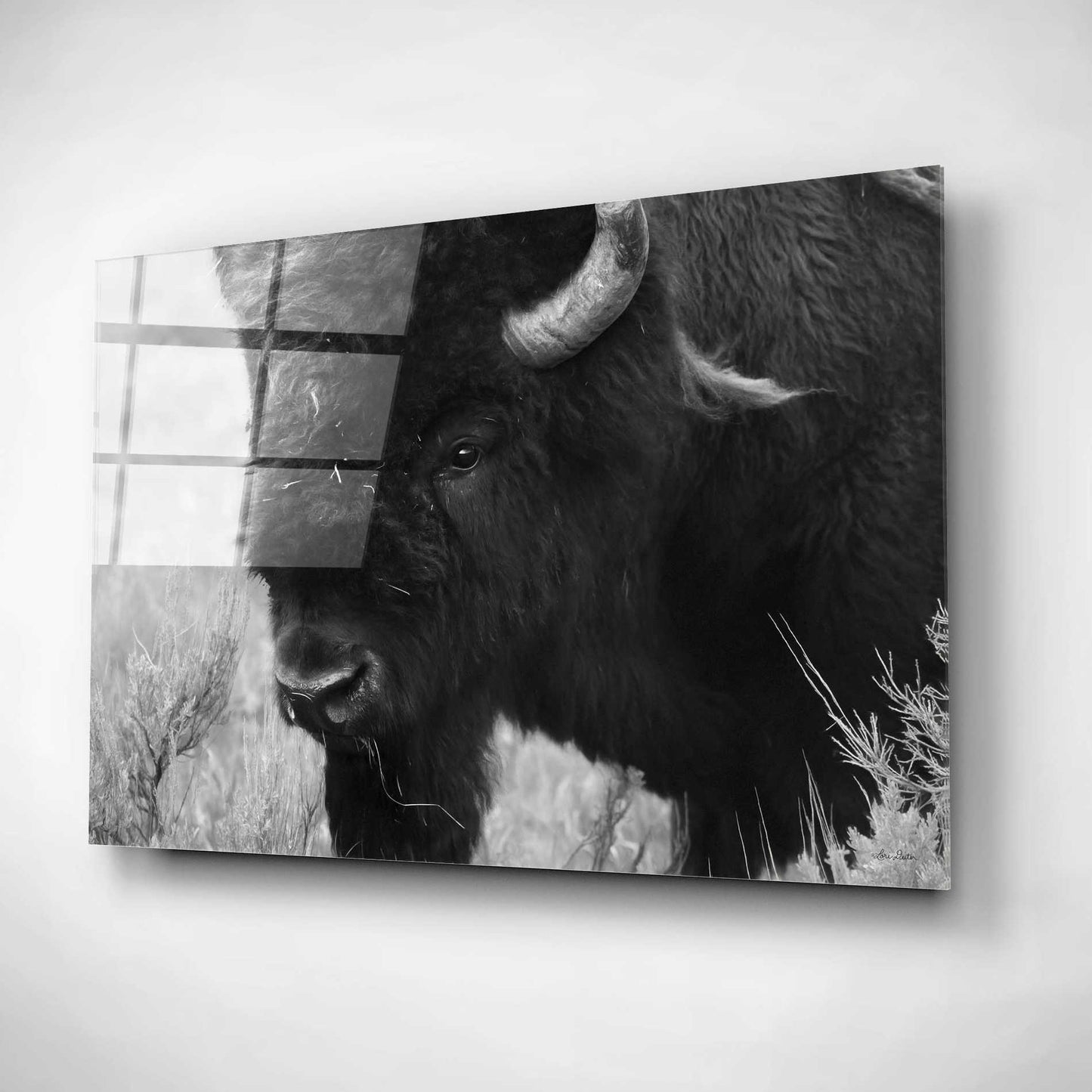 Epic Art 'Yellowstone Bison' by Lori Deiter, Acrylic Glass Wall Art,16x12