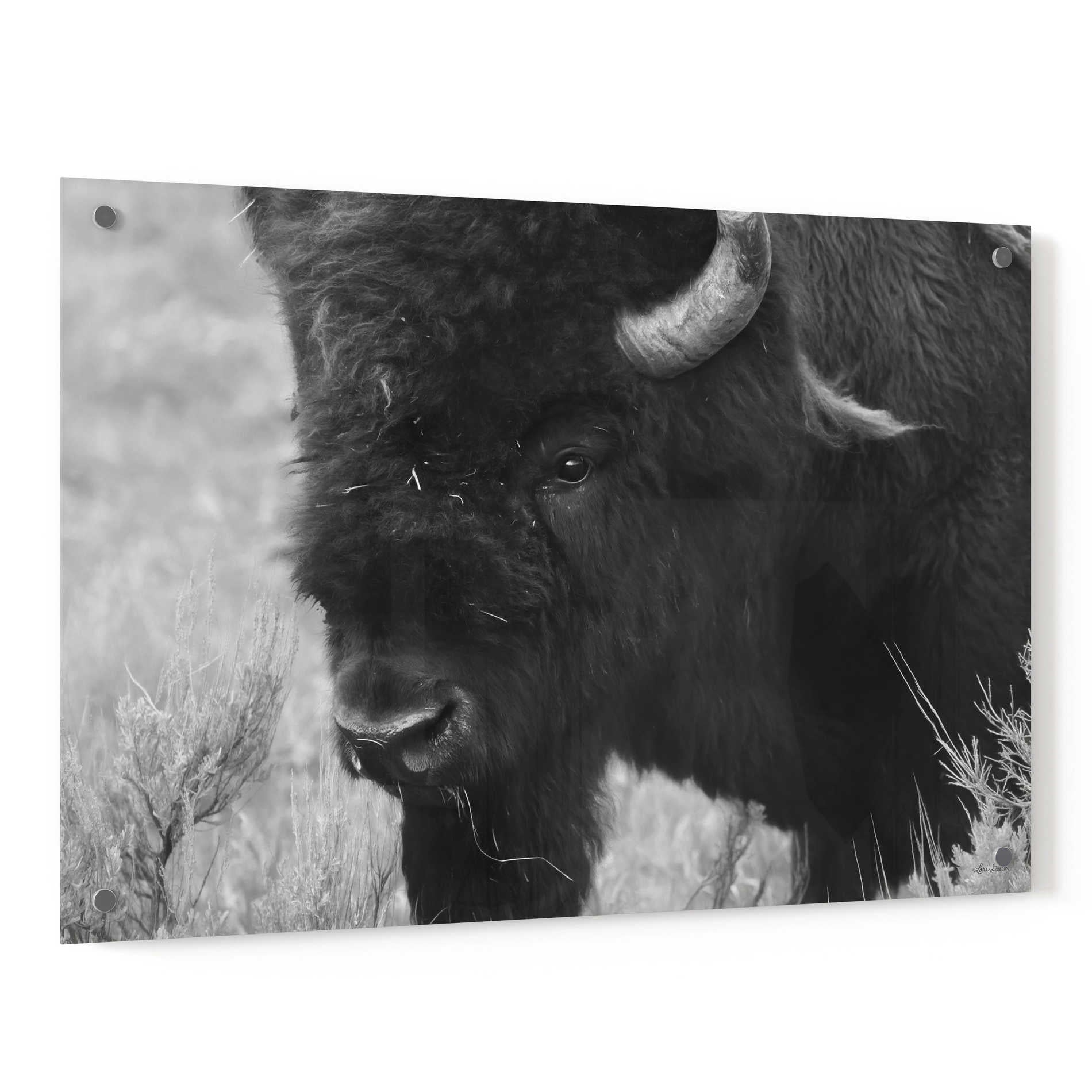 Epic Art 'Yellowstone Bison' by Lori Deiter, Acrylic Glass Wall Art,36x24