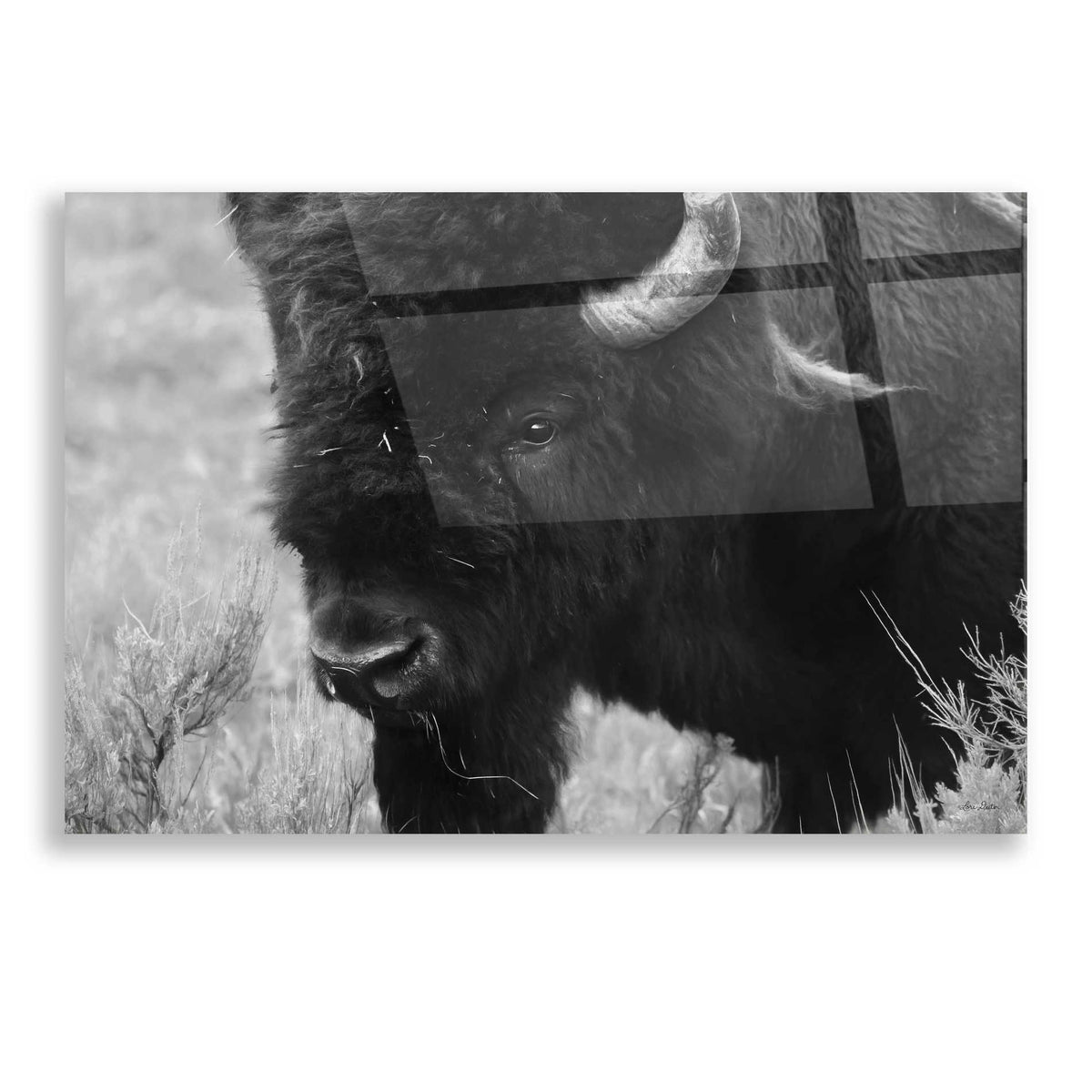 Epic Art 'Yellowstone Bison' by Lori Deiter, Acrylic Glass Wall Art