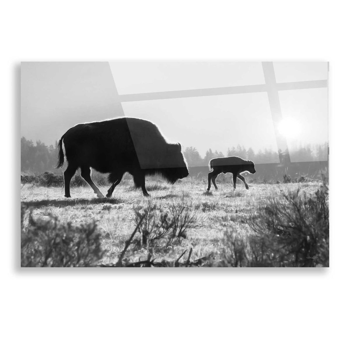 Epic Art 'Lamar Valley Migration' by Lori Deiter, Acrylic Glass Wall Art