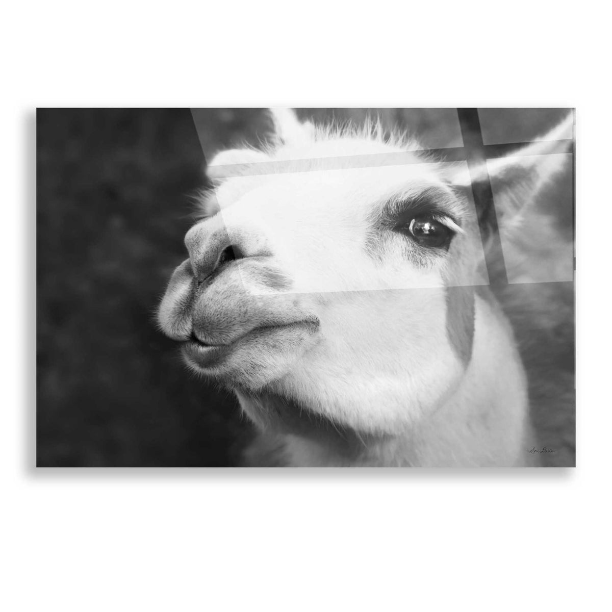 Epic Art 'Lake Tobias Alpaca' by Lori Deiter, Acrylic Glass Wall Art