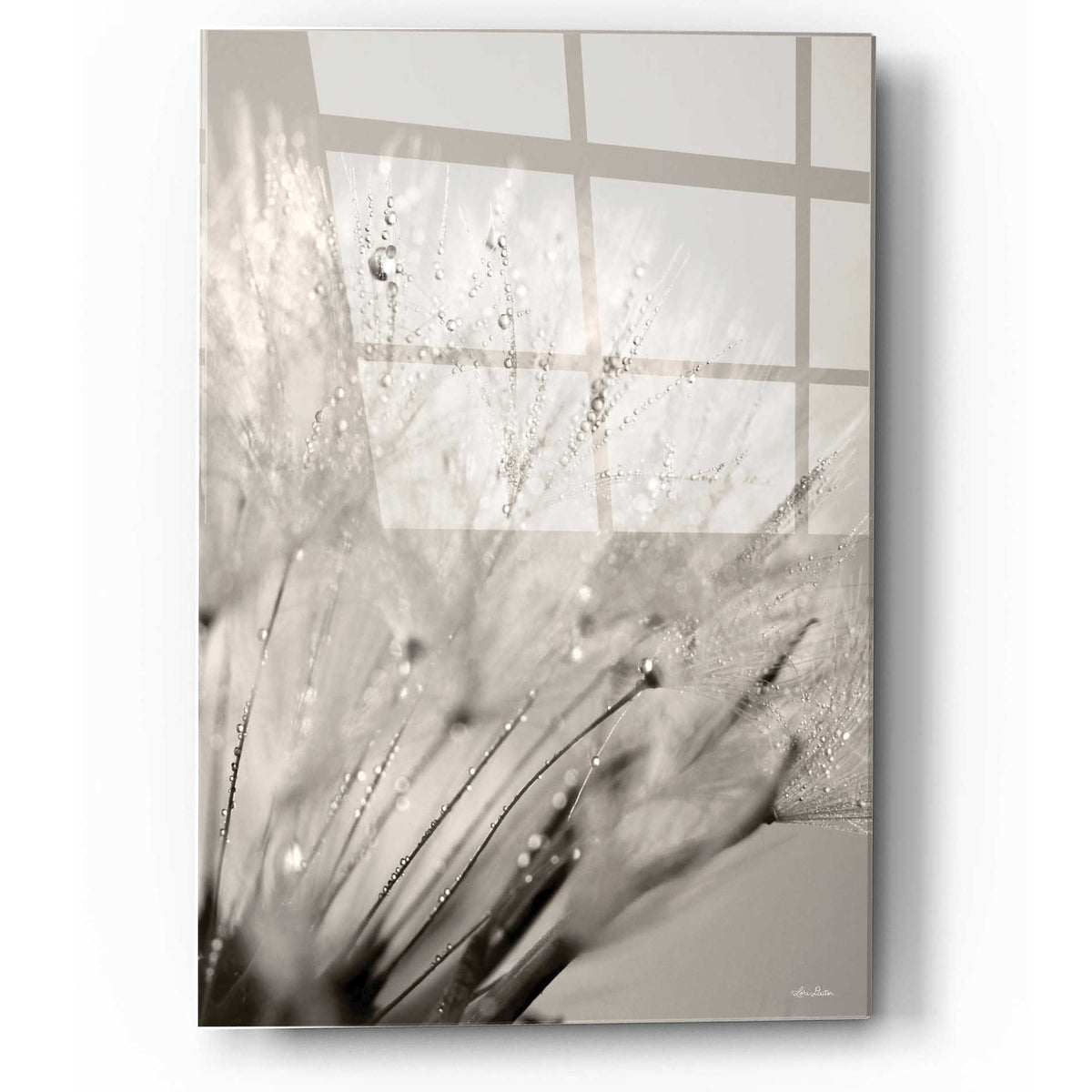 Epic Art 'Dandelion Jewels I' by Lori Deiter, Acrylic Glass Wall Art