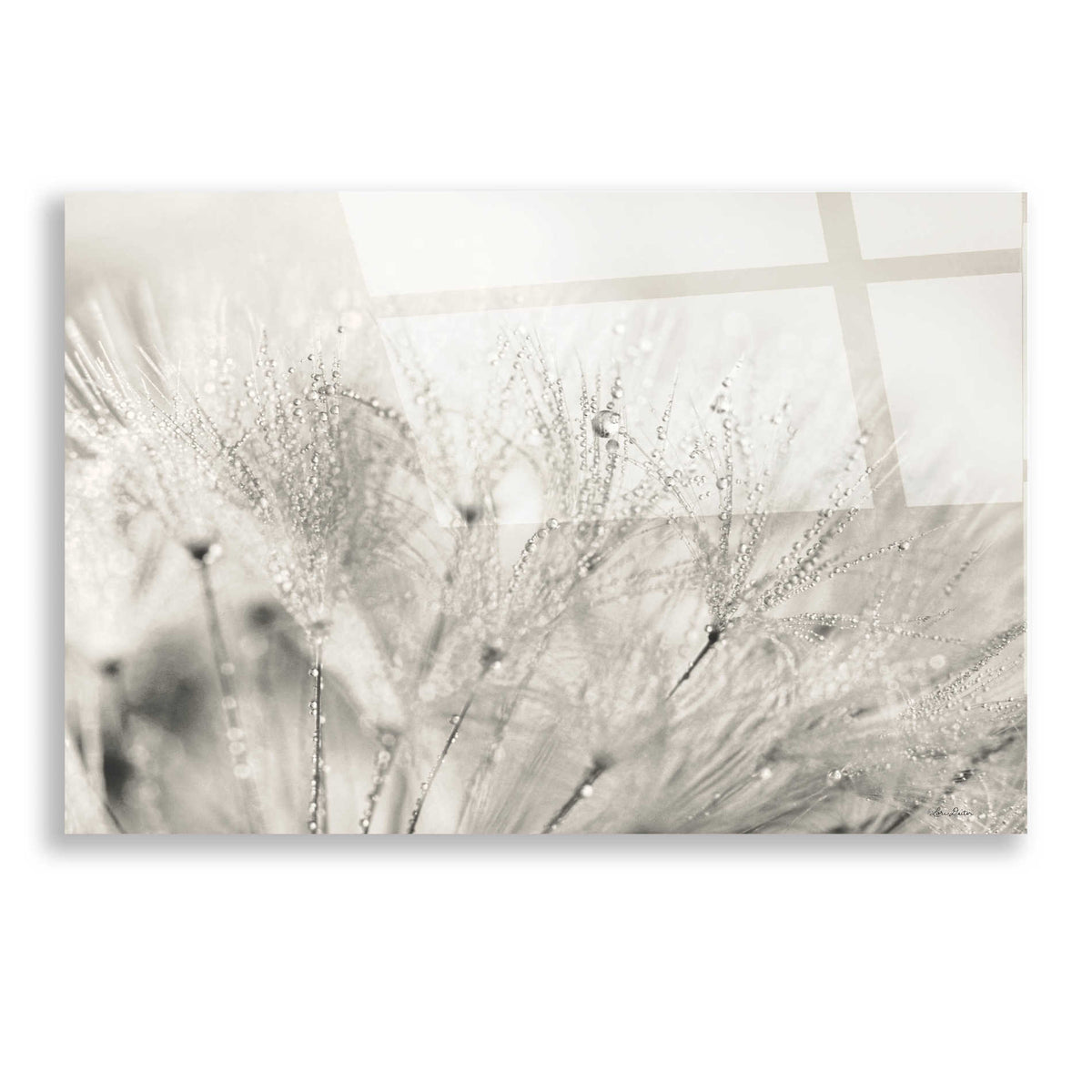 Epic Art 'Dandelion Jewels II' by Lori Deiter, Acrylic Glass Wall Art