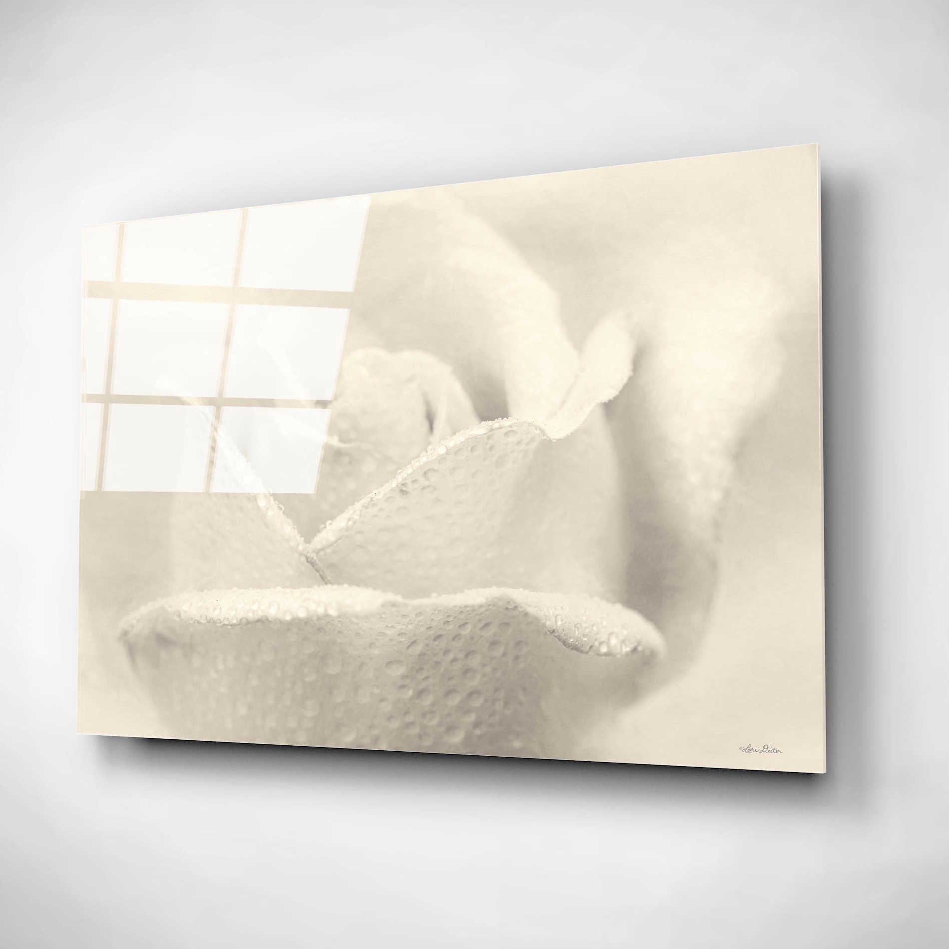 Epic Art 'White Rose' by Lori Deiter, Acrylic Glass Wall Art,16x12