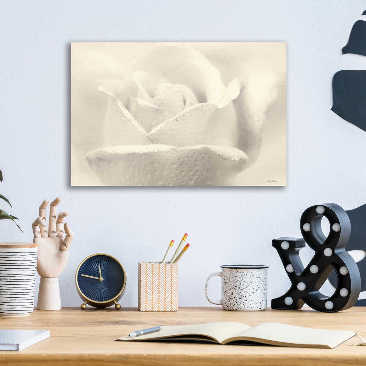 Epic Art 'White Rose' by Lori Deiter, Acrylic Glass Wall Art,16x12