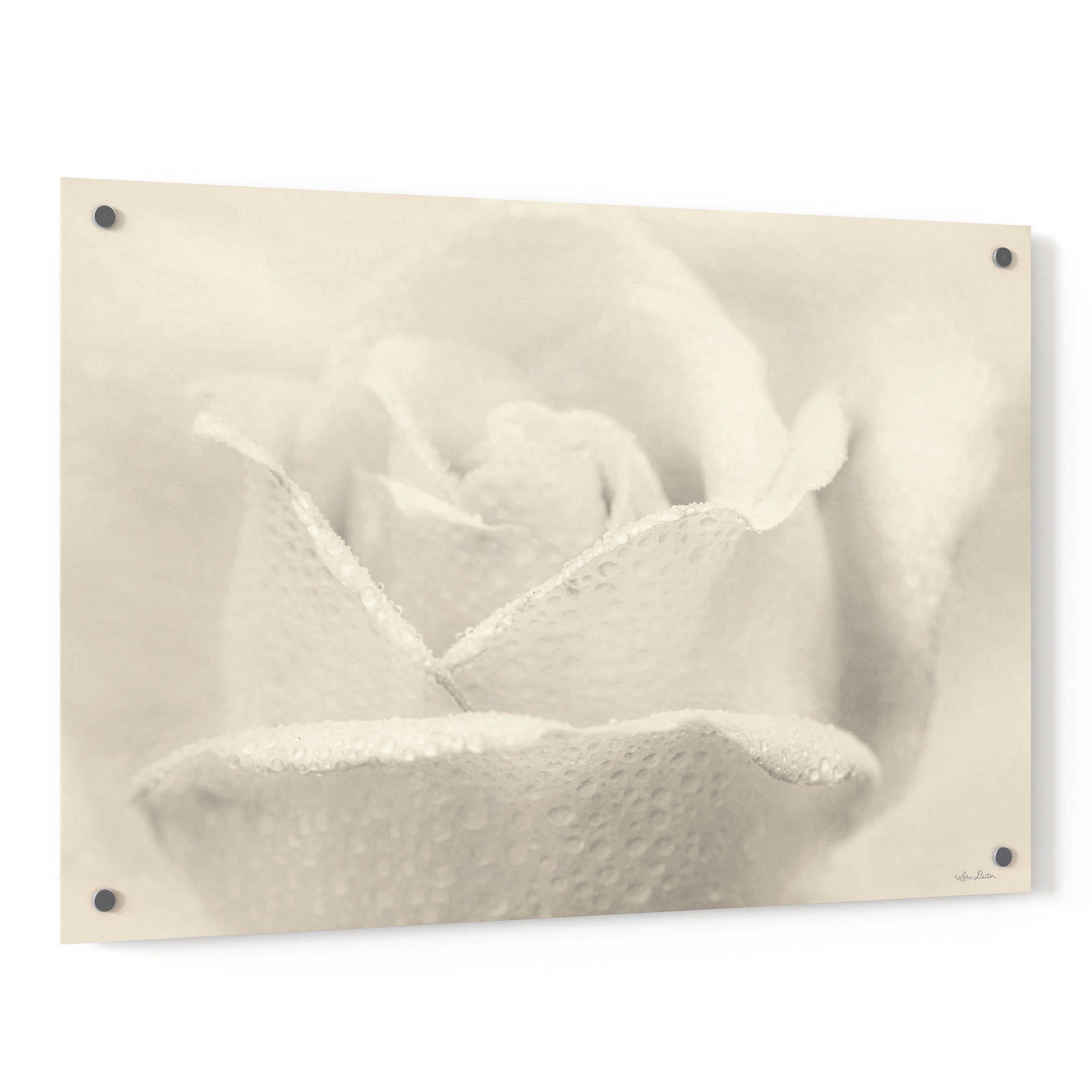 Epic Art 'White Rose' by Lori Deiter, Acrylic Glass Wall Art,36x24