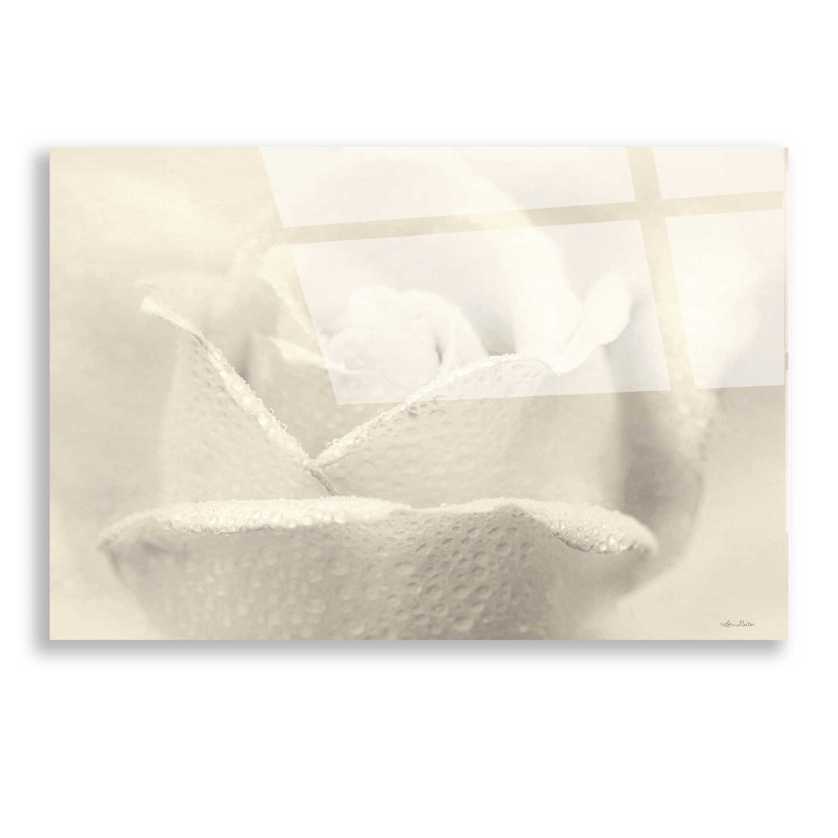 Epic Art 'White Rose' by Lori Deiter, Acrylic Glass Wall Art