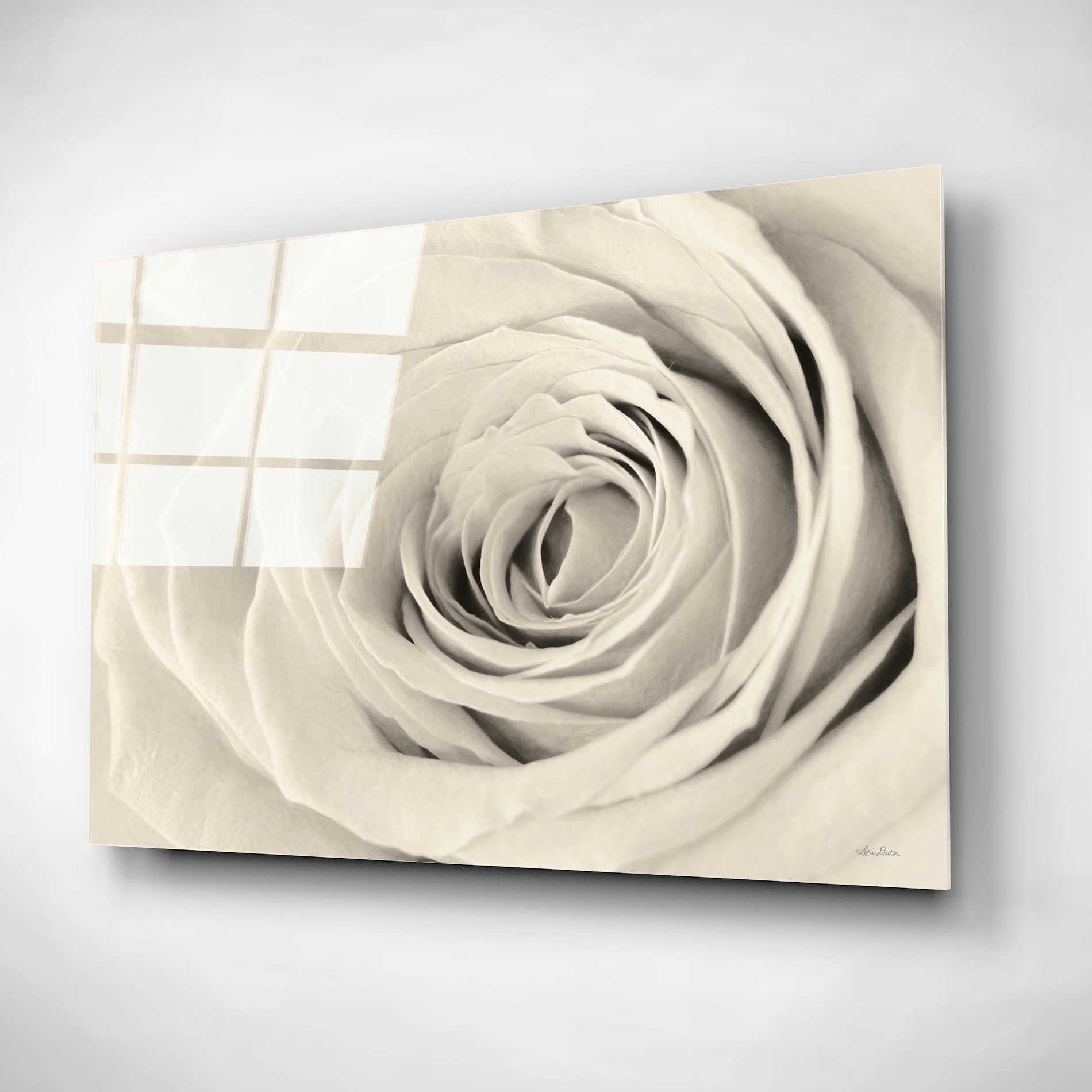 Epic Art 'Cream Rose' by Lori Deiter, Acrylic Glass Wall Art,24x16
