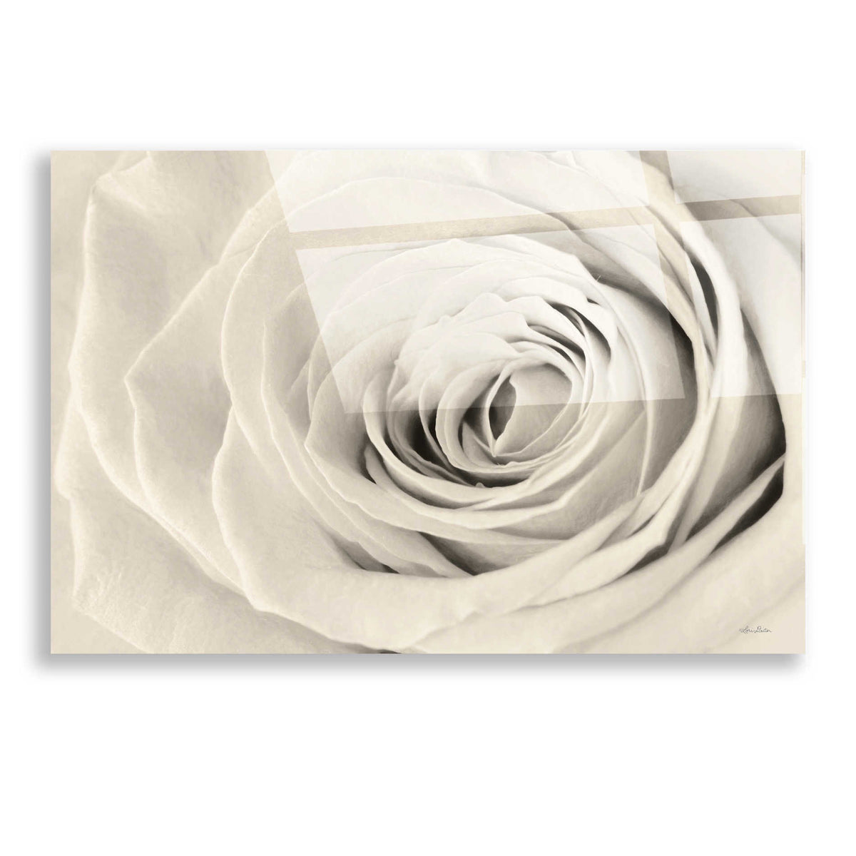 Epic Art 'Cream Rose' by Lori Deiter, Acrylic Glass Wall Art